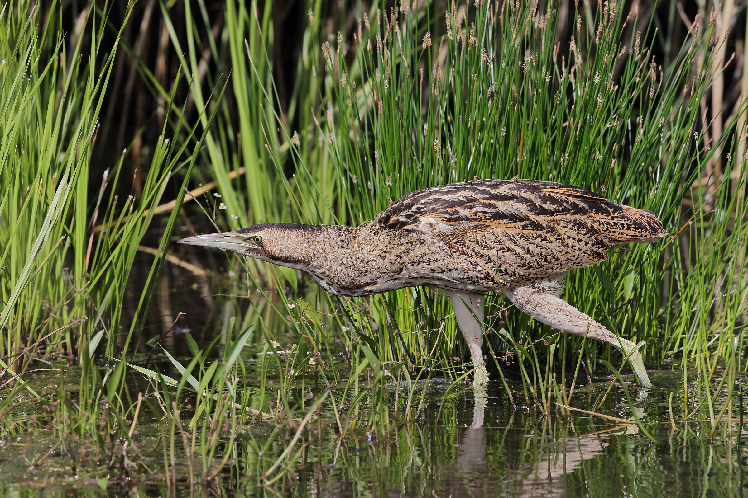 Young bittern