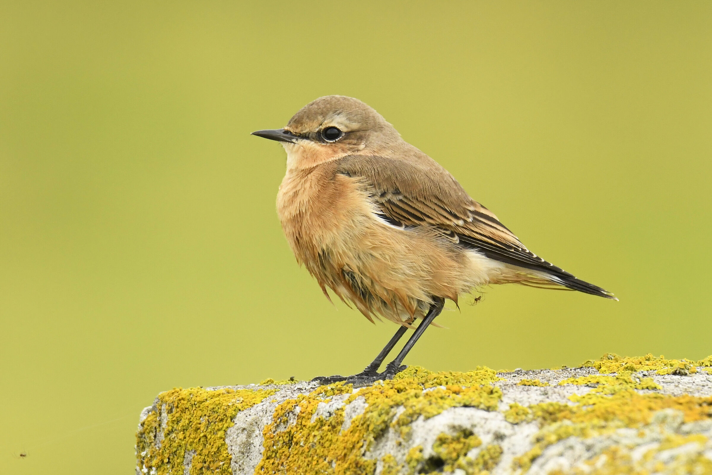 Culbianco (Wheatear)