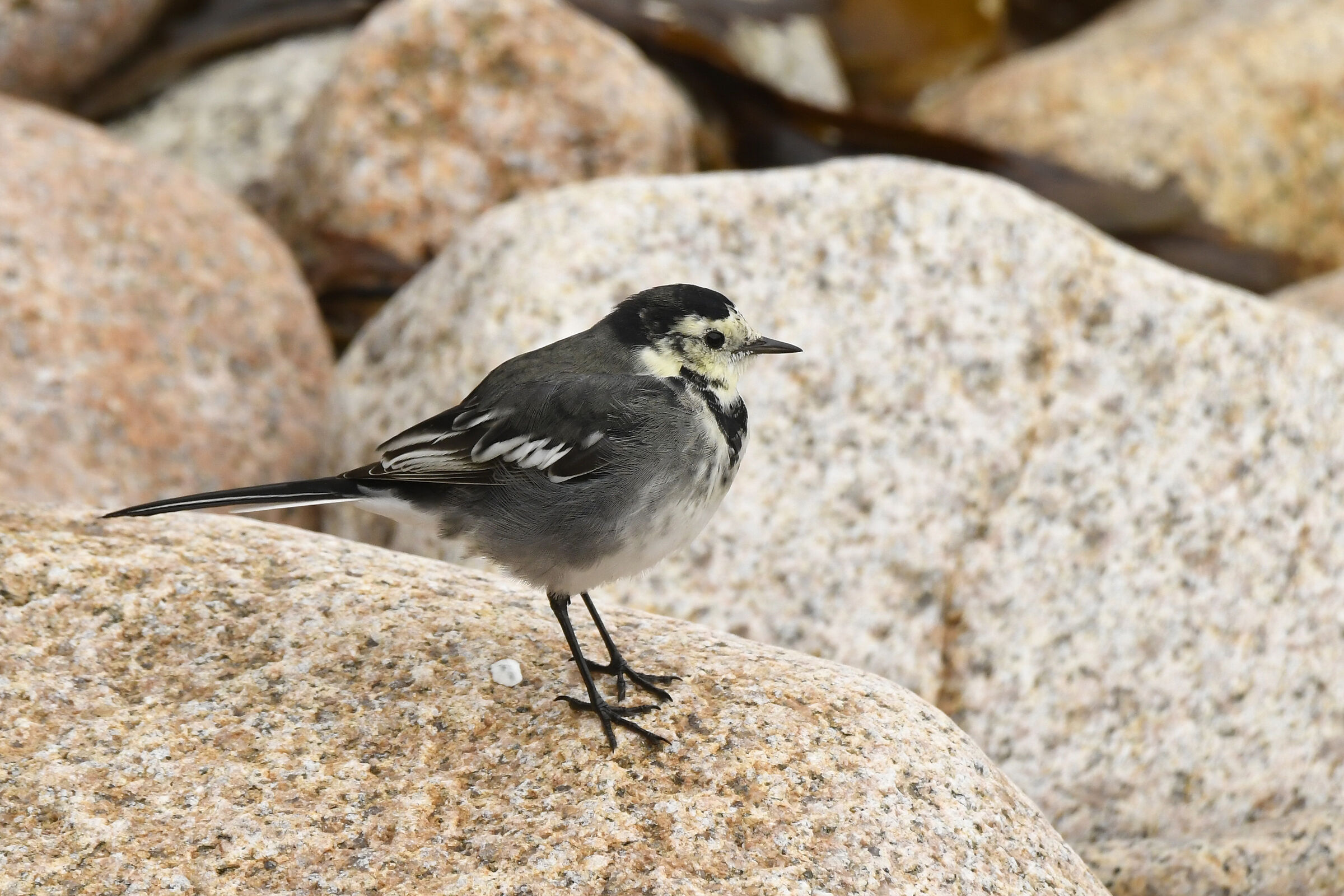 Ballerina nera (Pied wagtail)