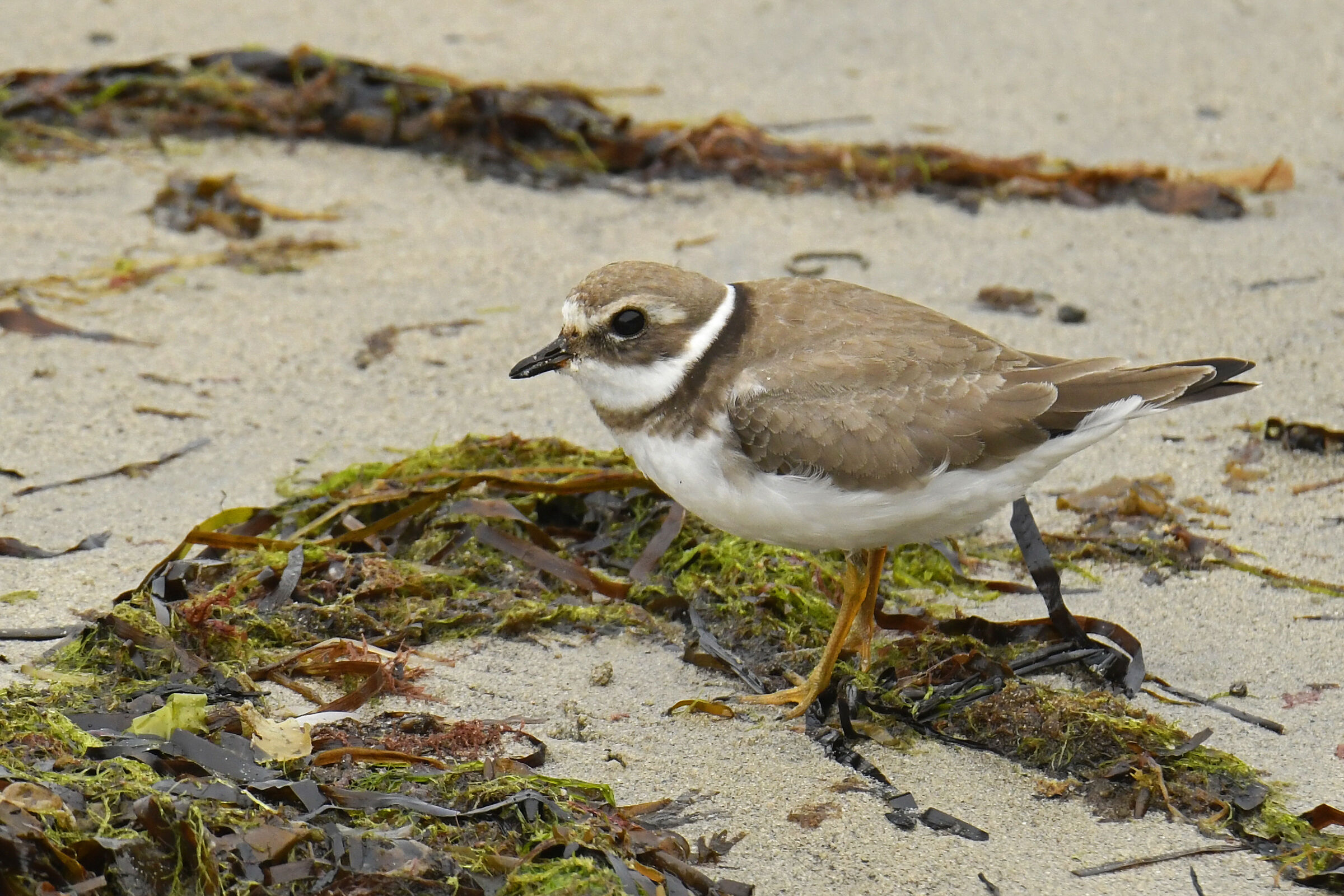Corriere grosso (Ringed plover)