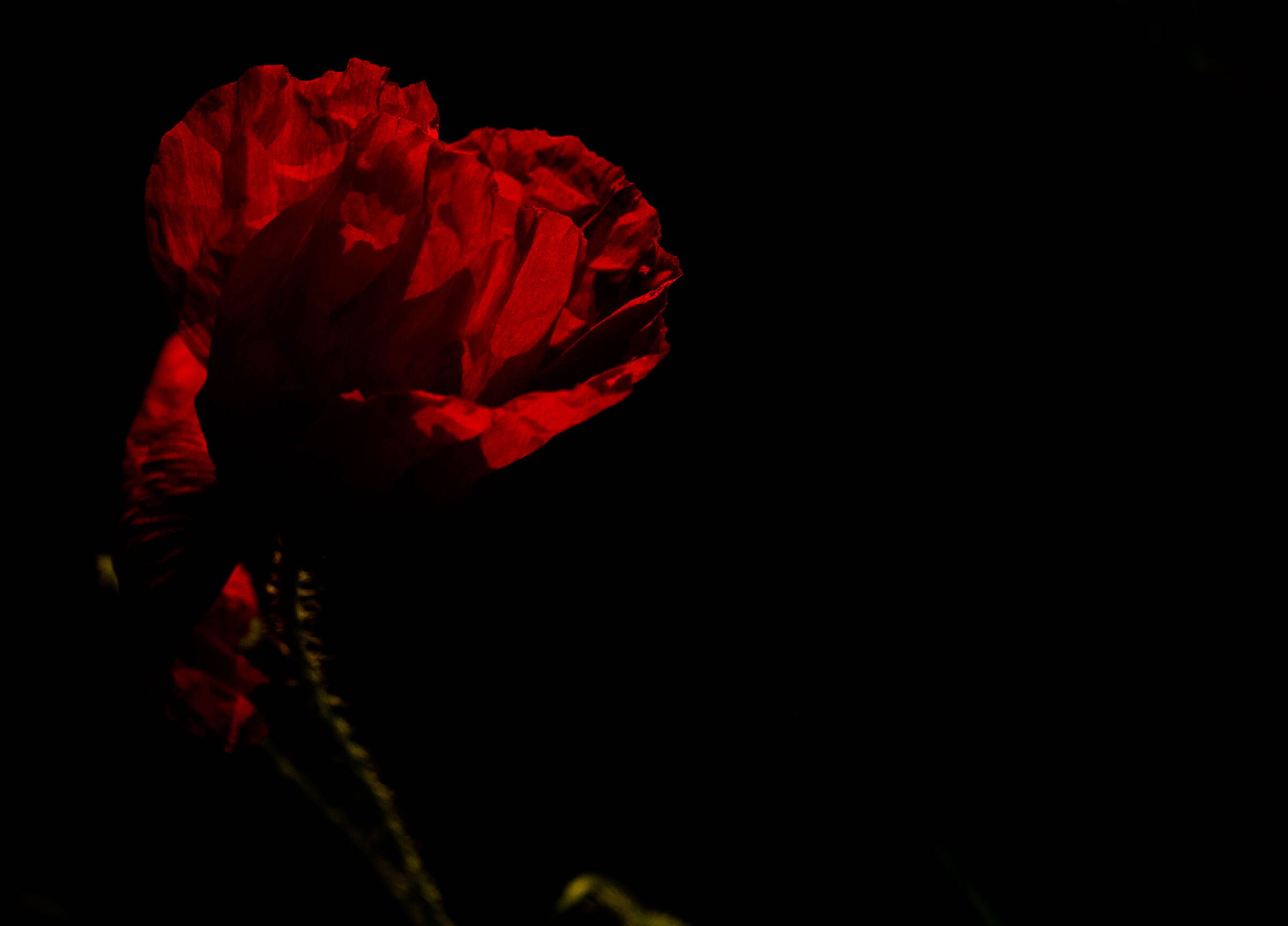 RED poppy