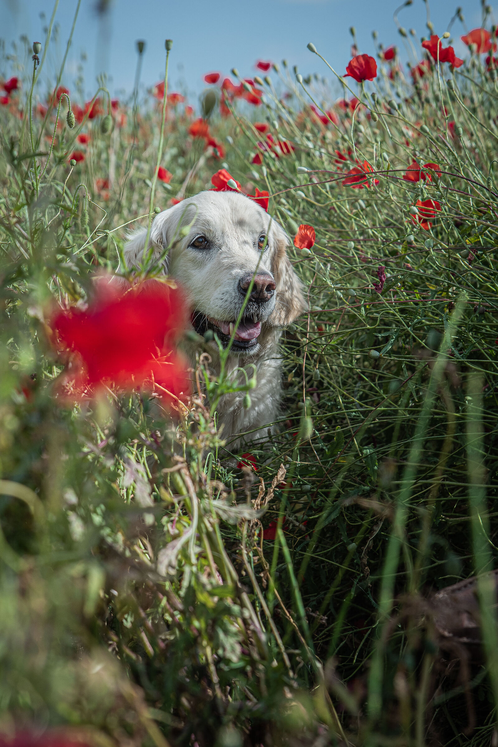 IN THE poppies