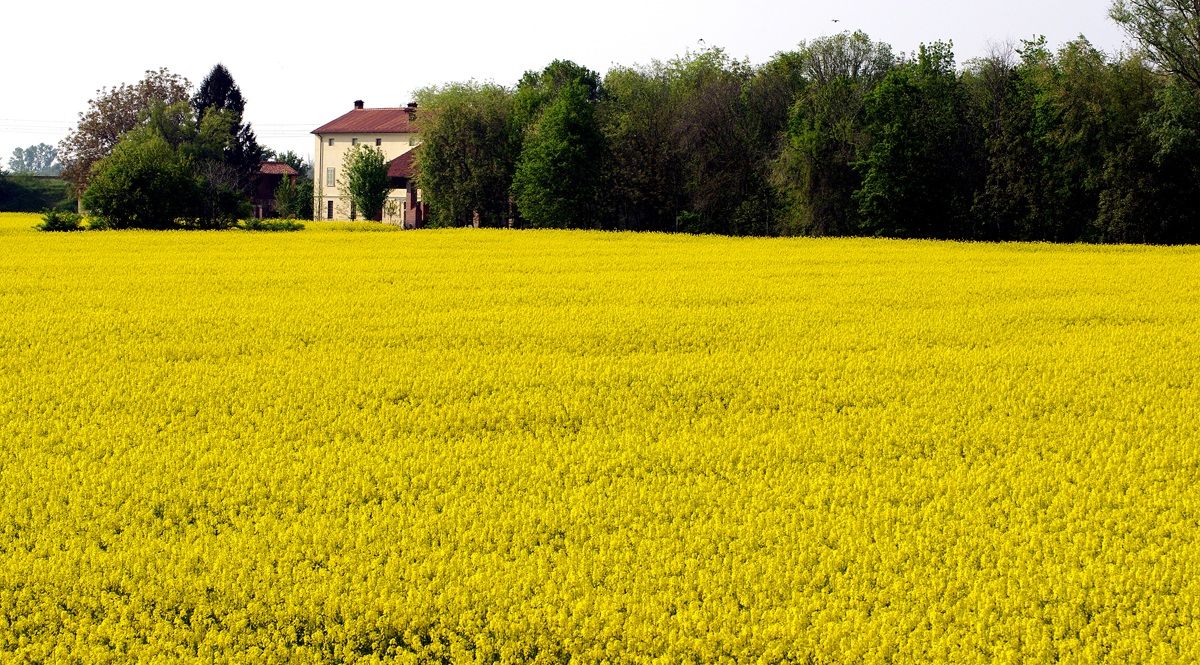 Landscape with rapeseed
