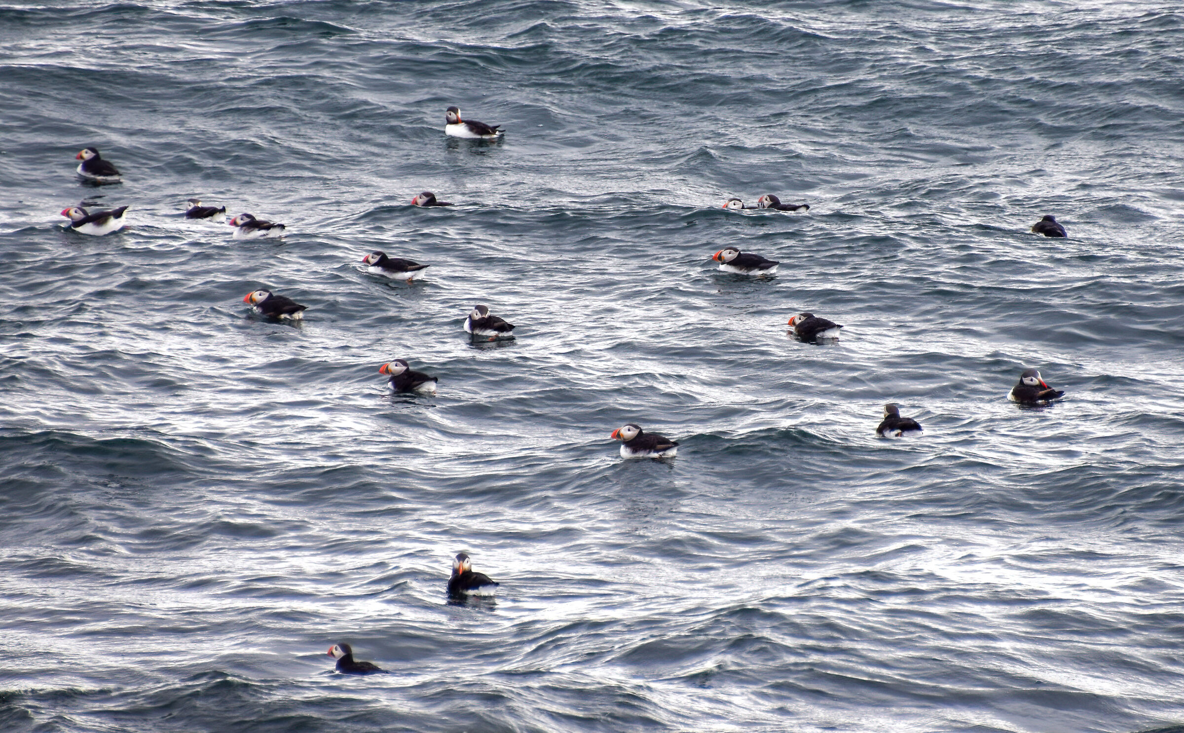 Puffins by the sea of Iceland