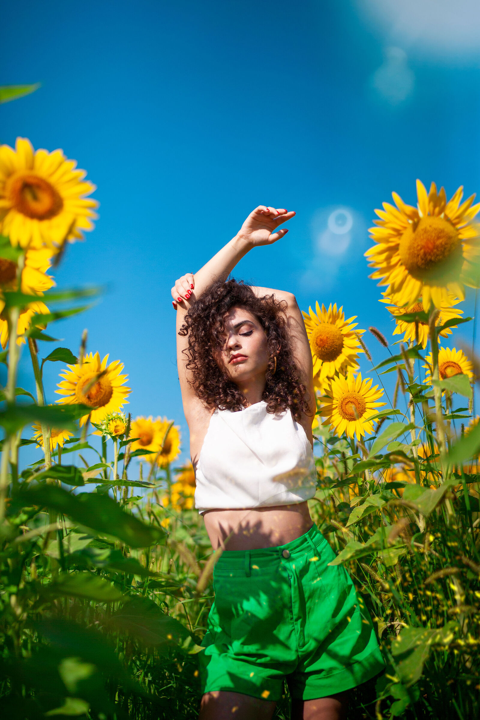 Sunflowers