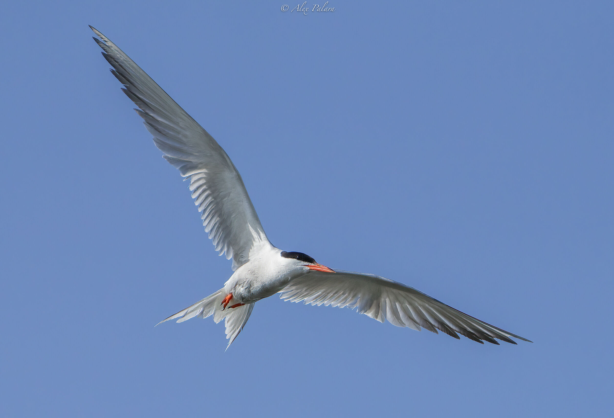 Sterna comune in volo