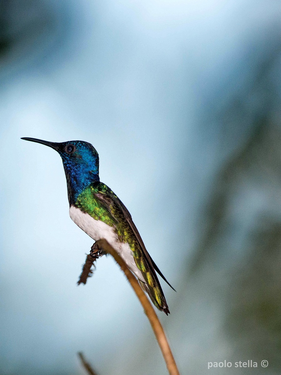 White-necked Jacobin