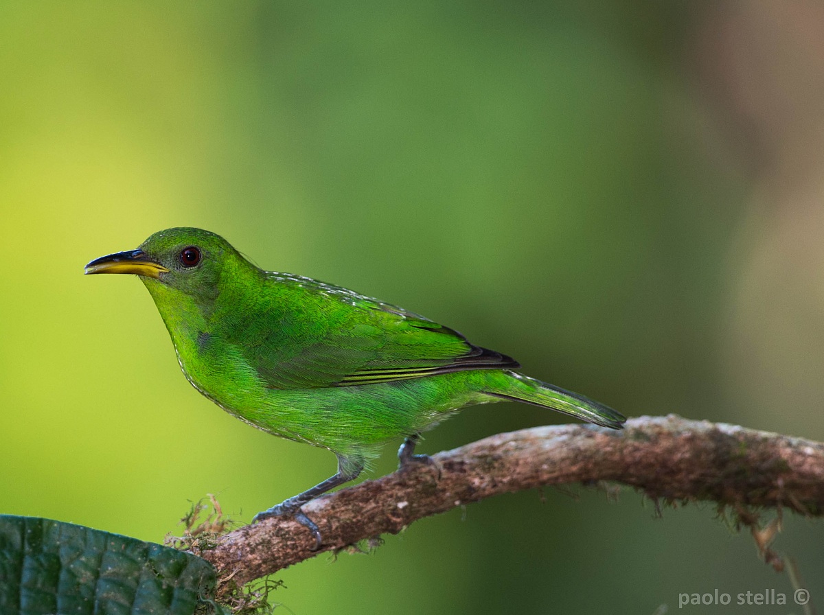 Green Honeycreeper