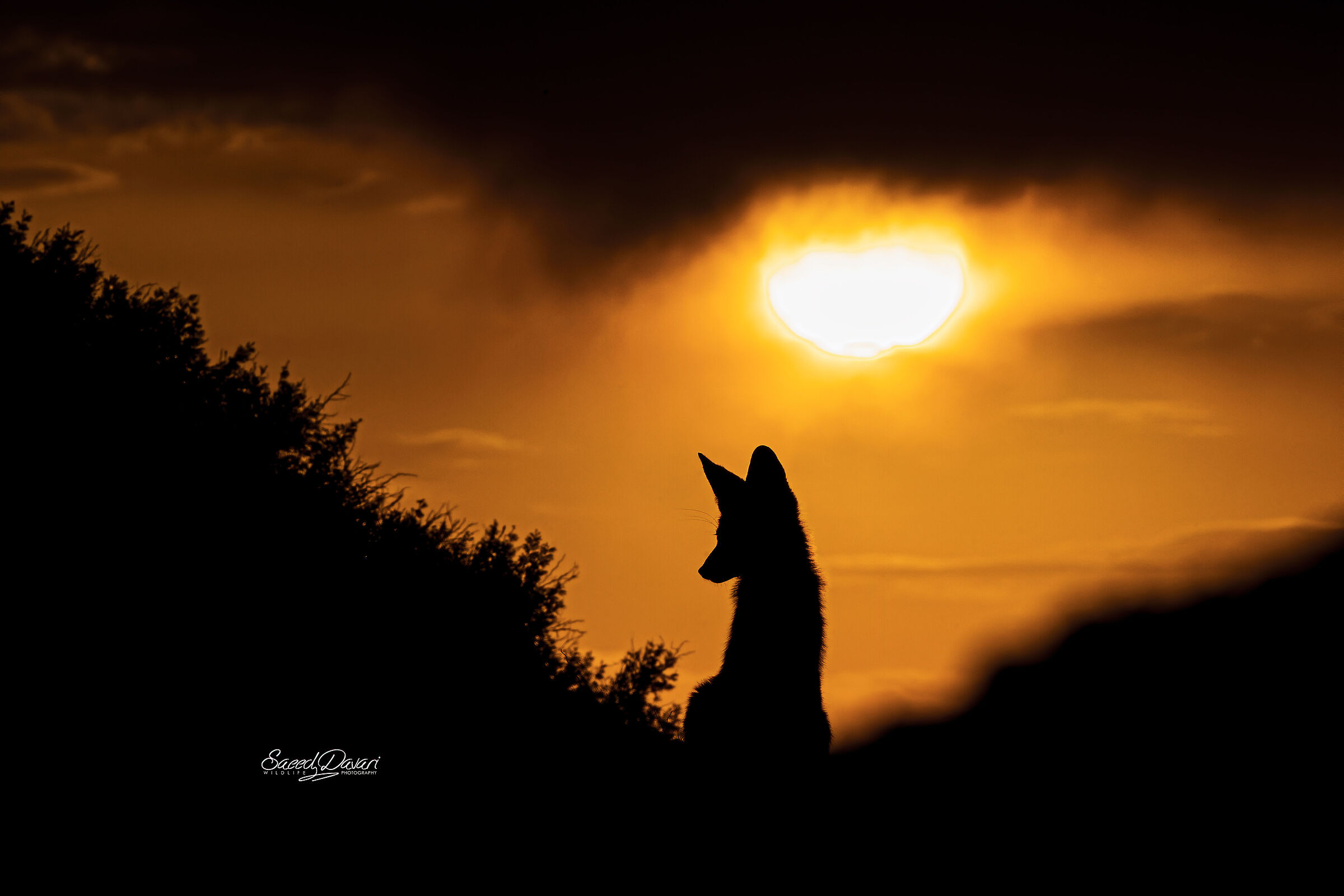 Sonya7iii,200_600,, 1/1000, f:25,iso:500