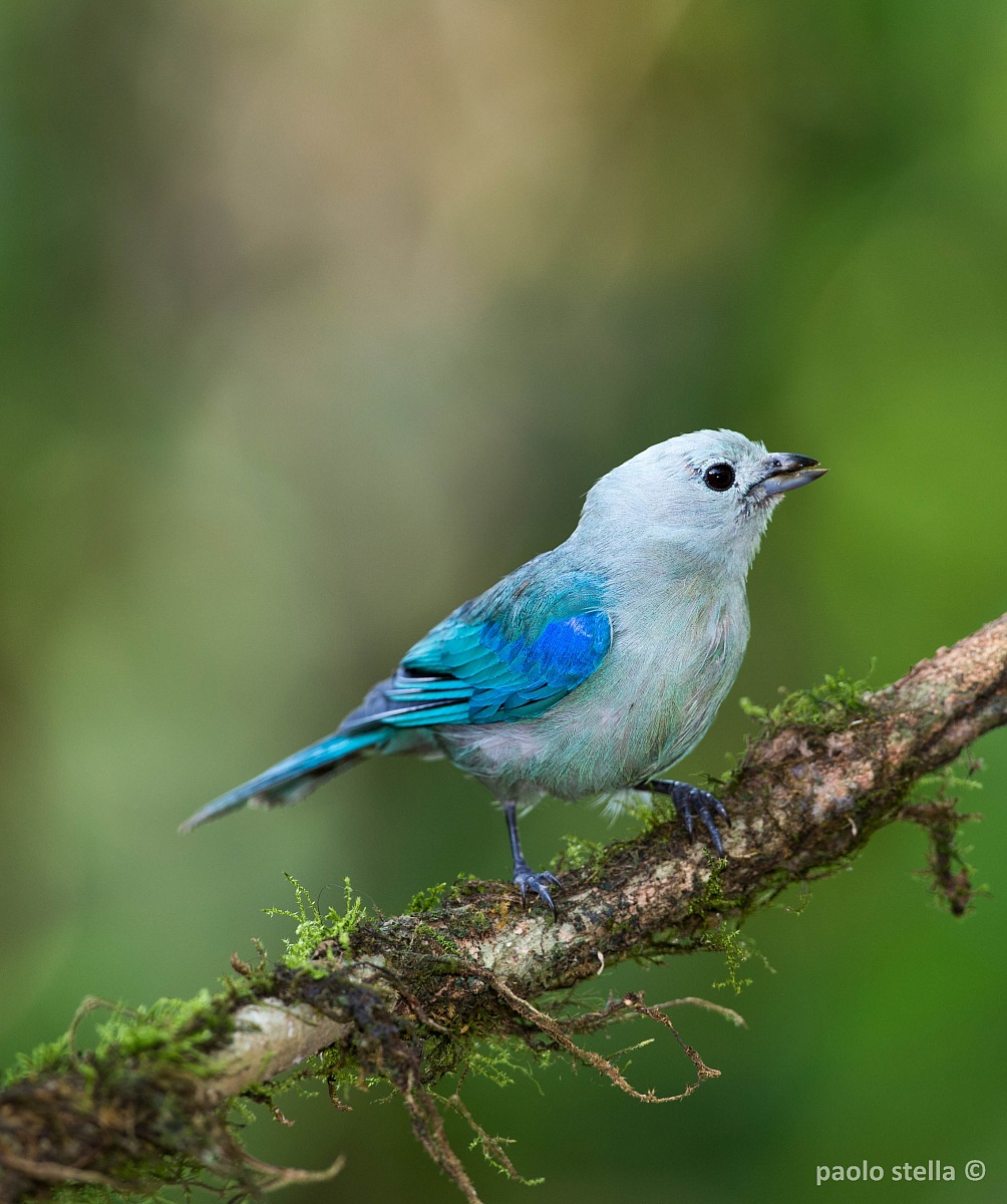 Blue-gray Tanager