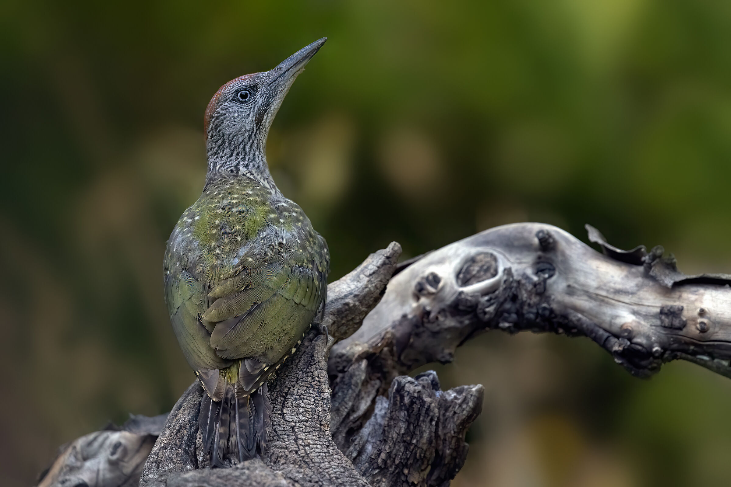 Picchio verde juv. - Green Woodpecker