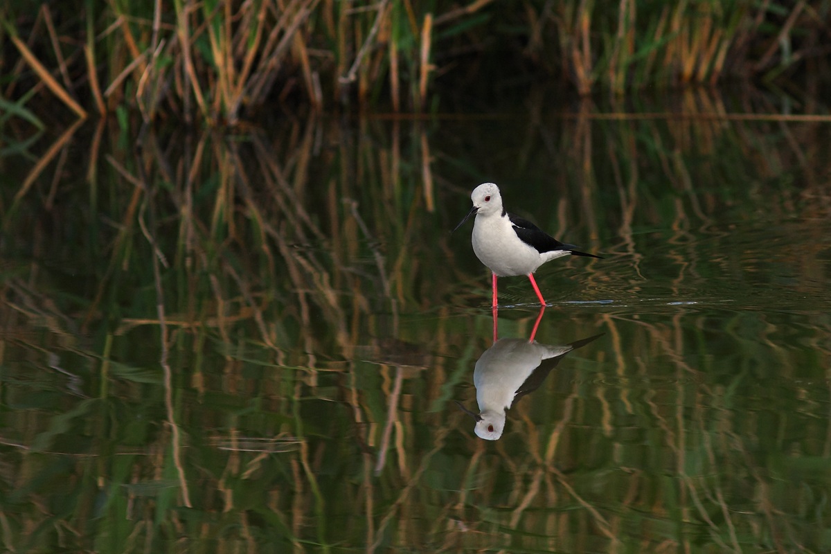 Pensoso nella palude
