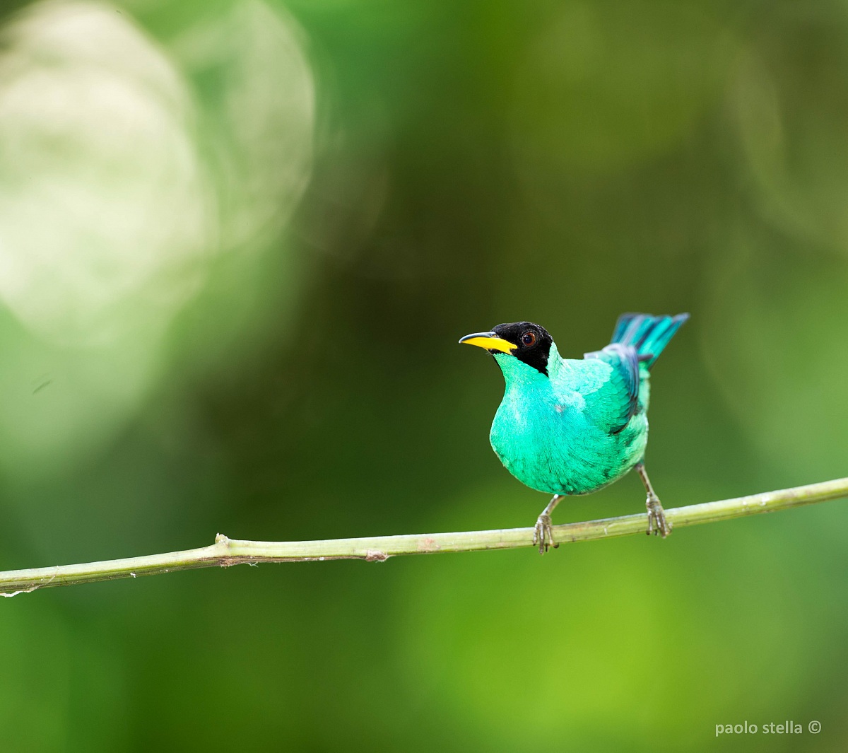 Green Honey-creeper