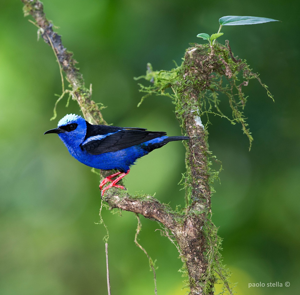 Red-legged Honeycreeper