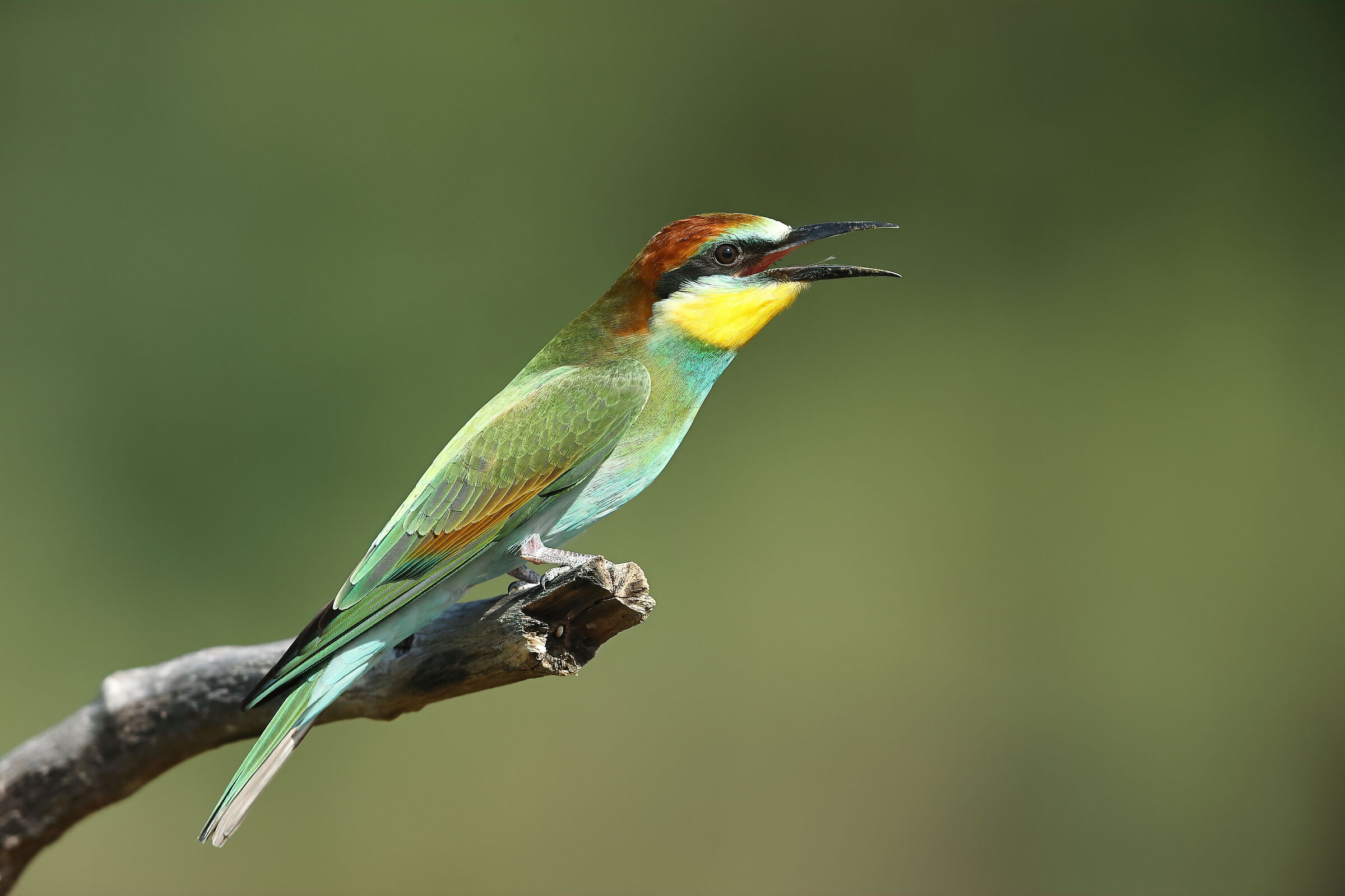 Bee-bee-goe-round juv.