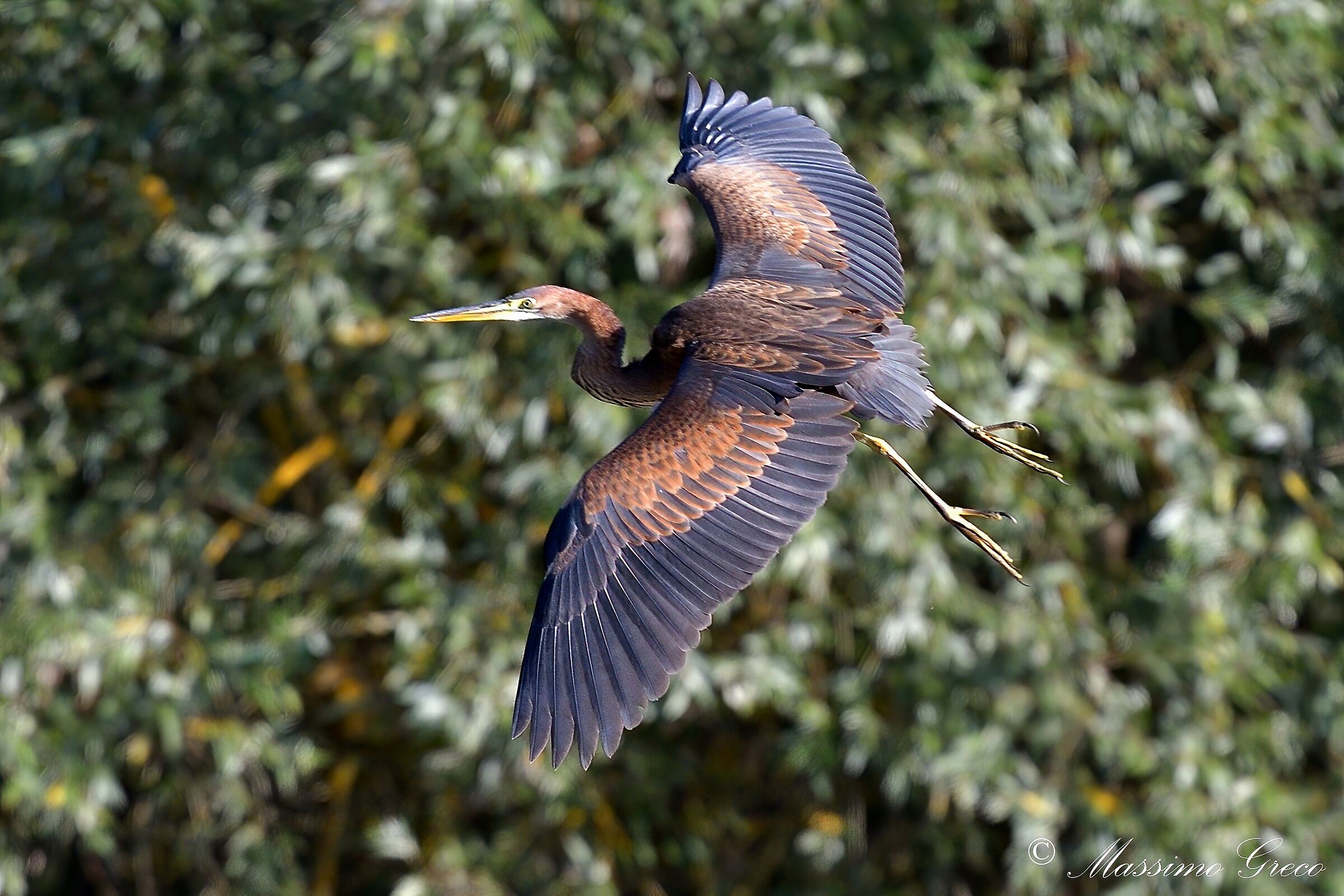 Airone rosso (Ardea purpurea)