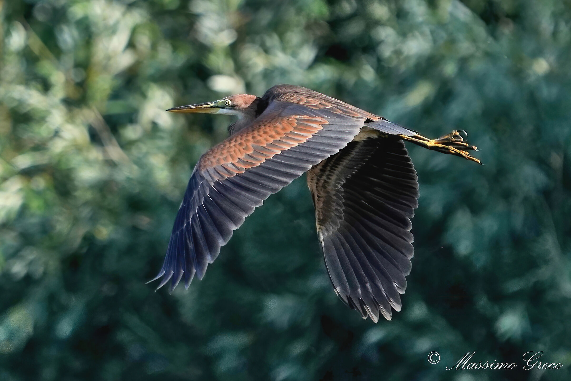 Airone rosso (Ardea purpurea)