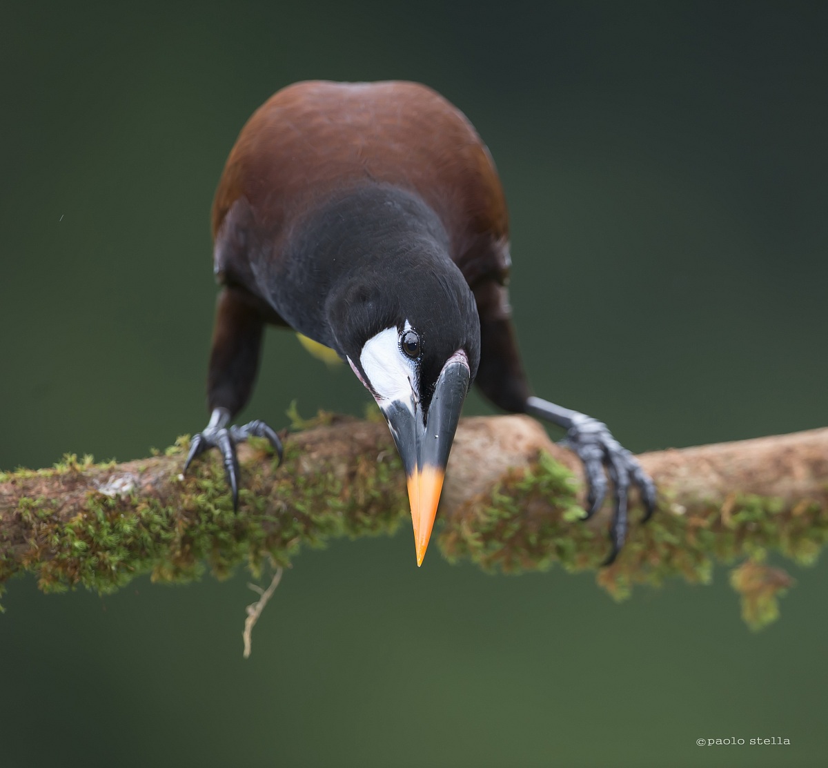 Montezuma Oropendola