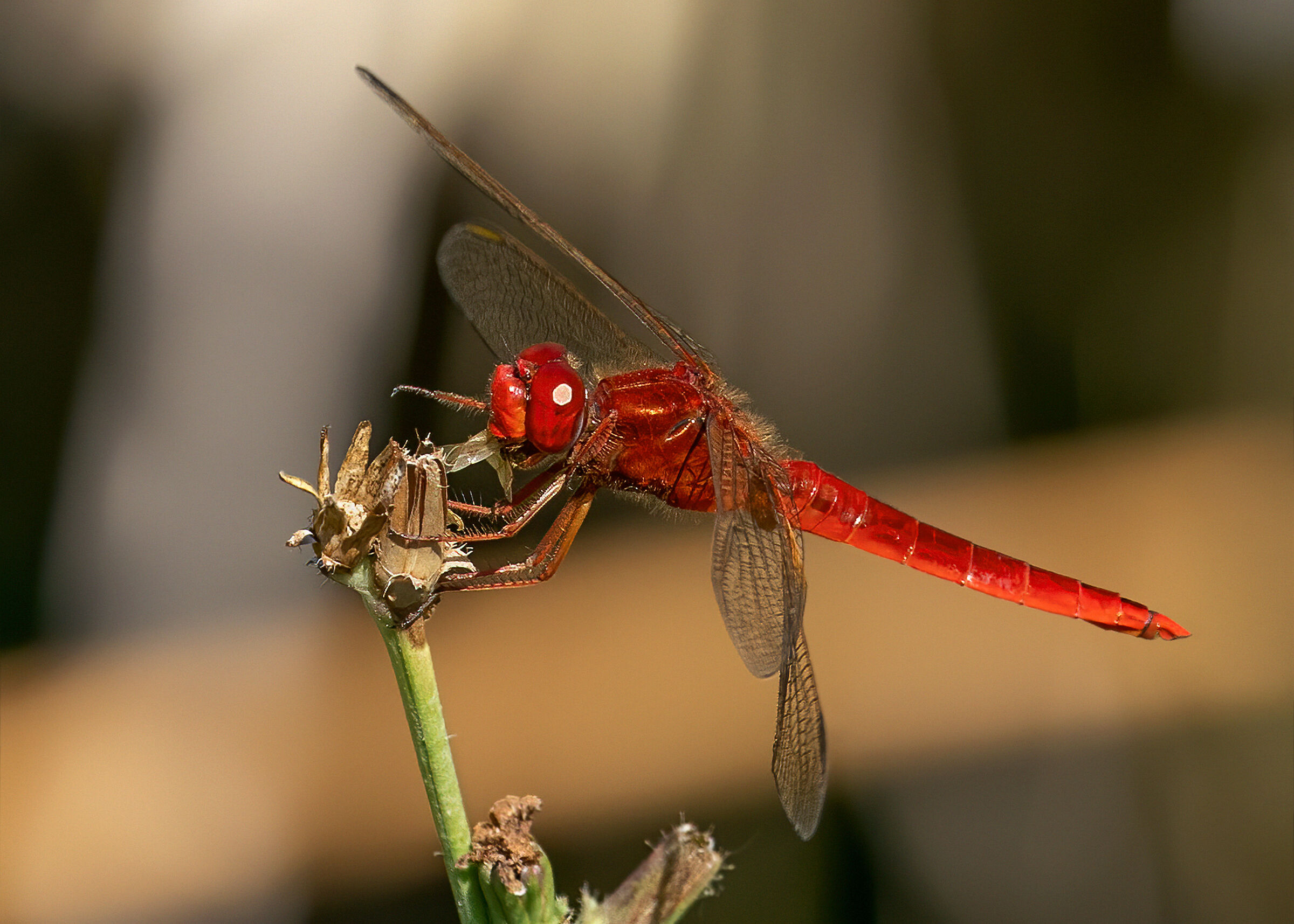 Dragonfly at the meal