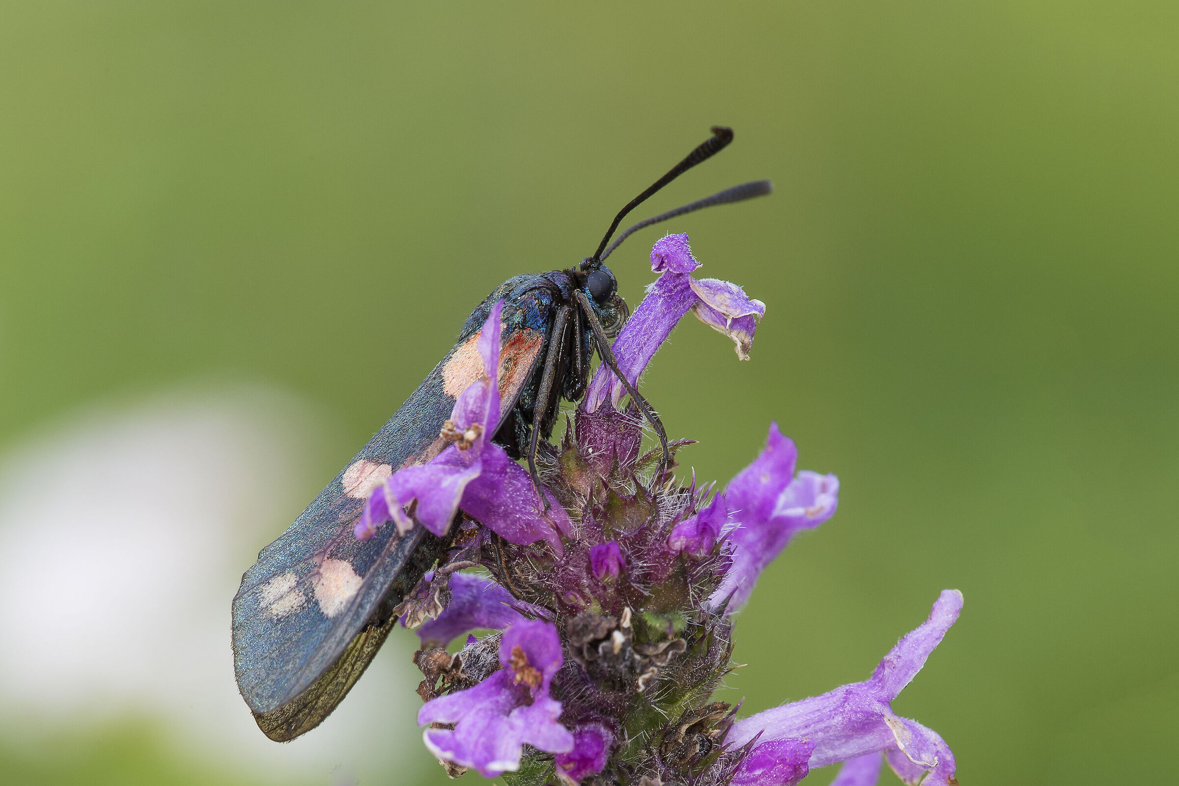 Zygaena filipendulae