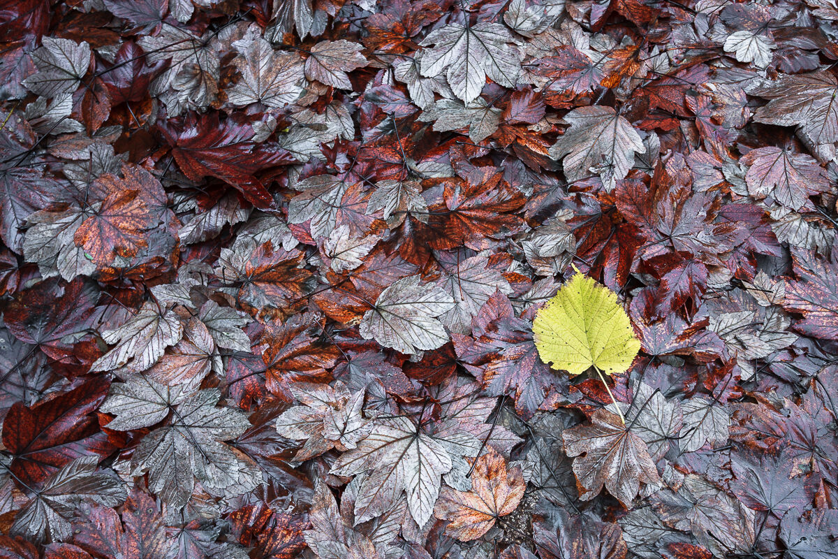 Diversamente autunno ...