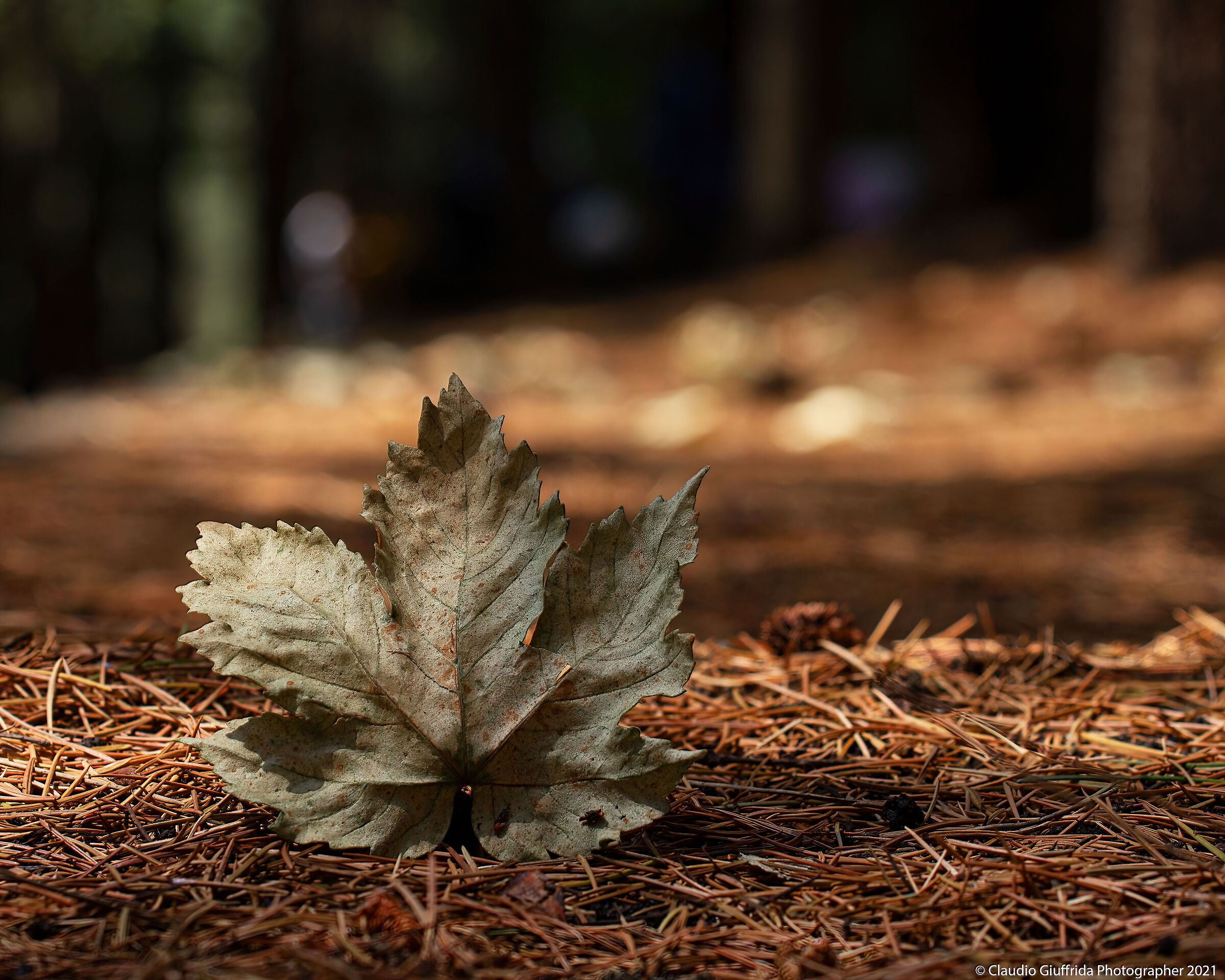 Anticipazioni di Autunno