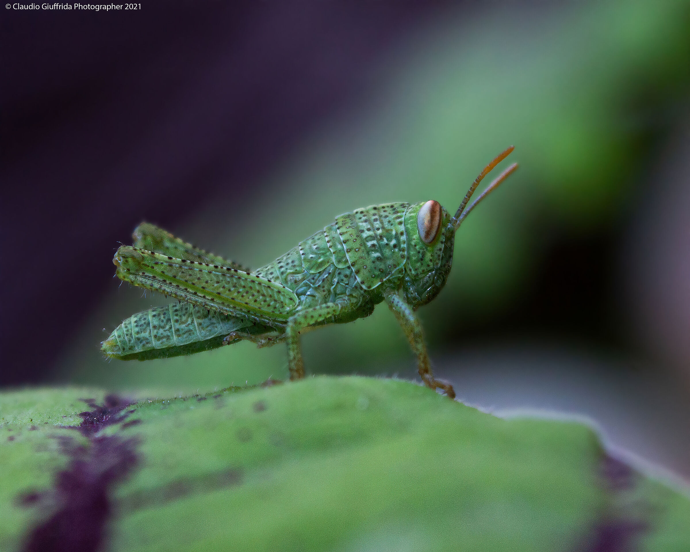 Small orthoptera