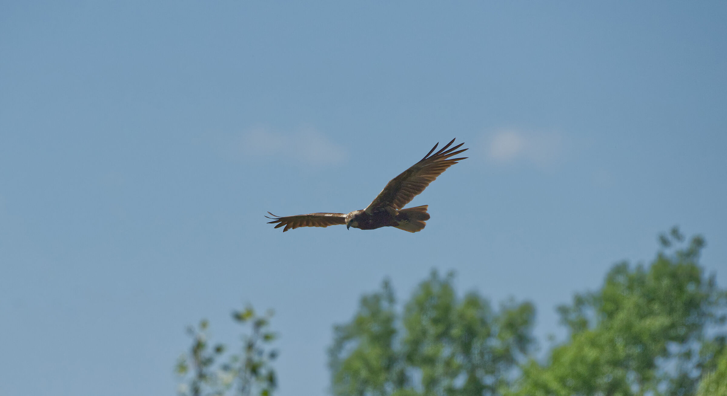 falco di palude, un po' lontano