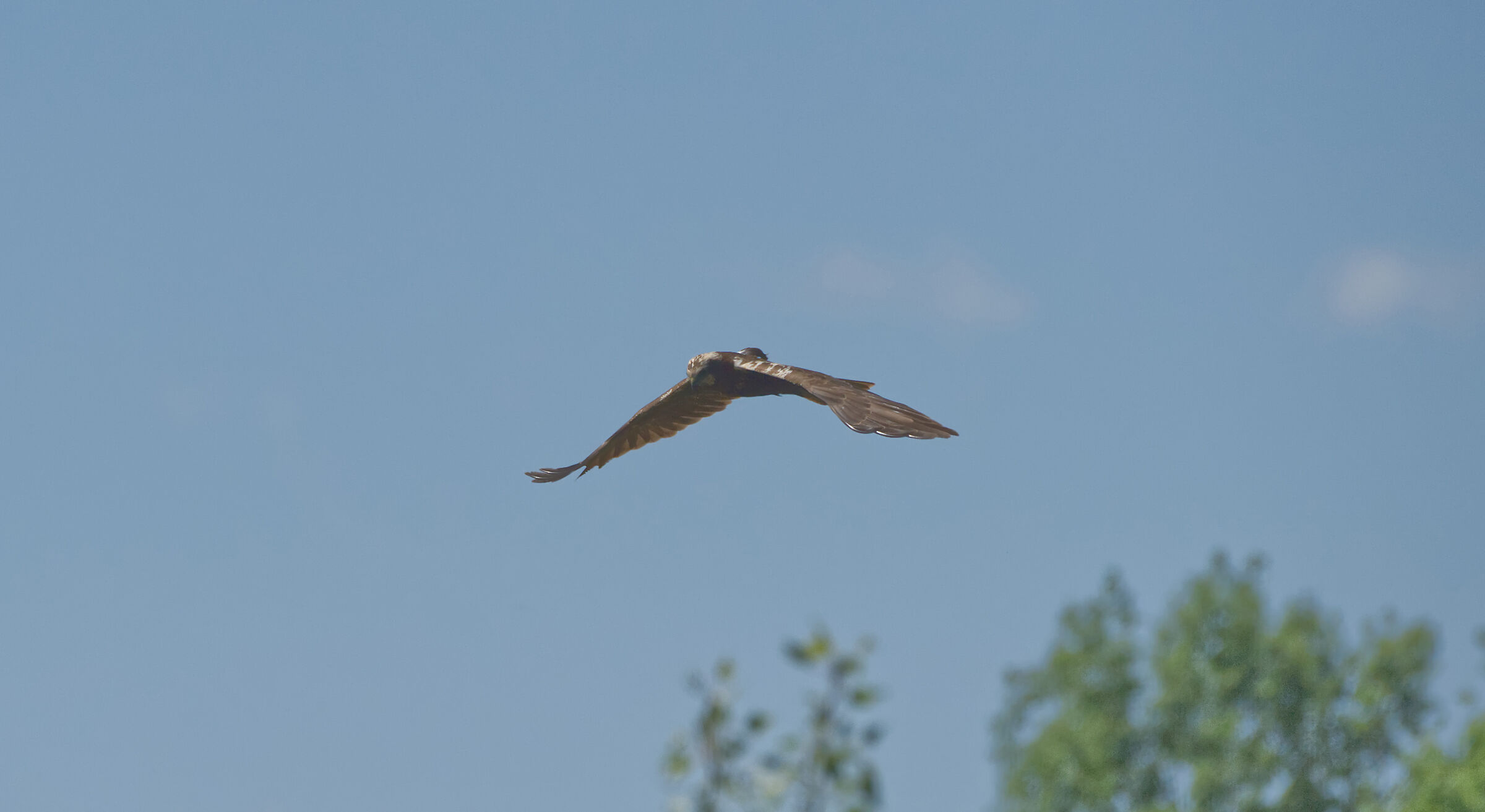 falco di palude, un po' lontano