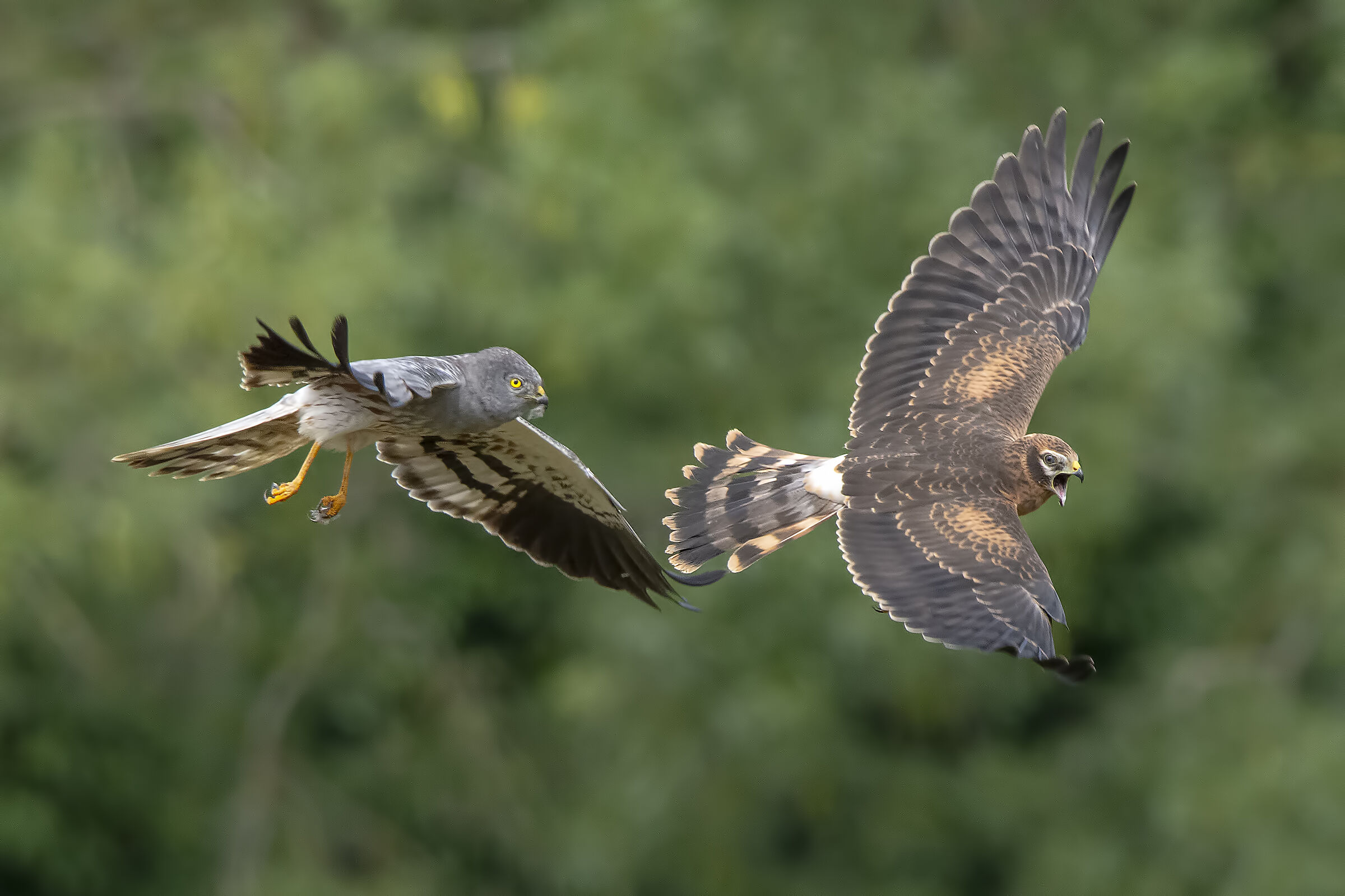 Albanella minore maschio e giovane