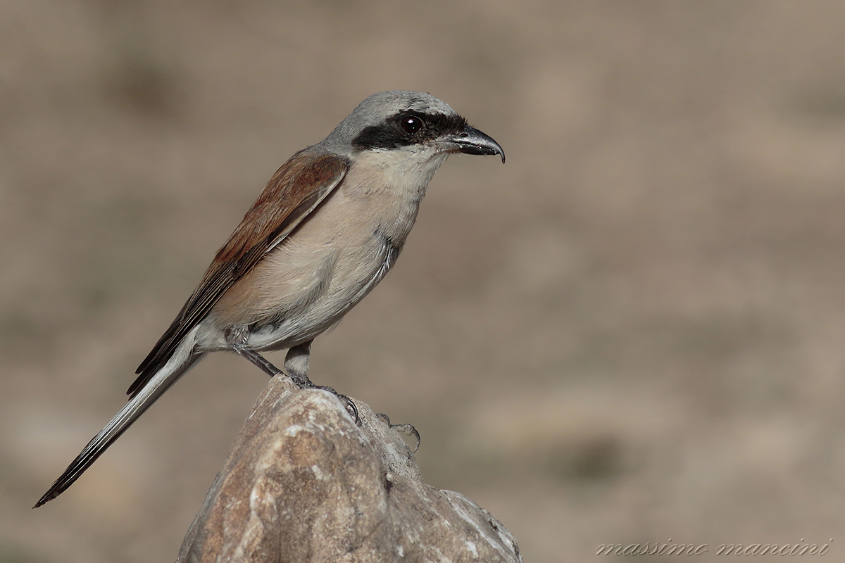 averla (lanius collurio)
