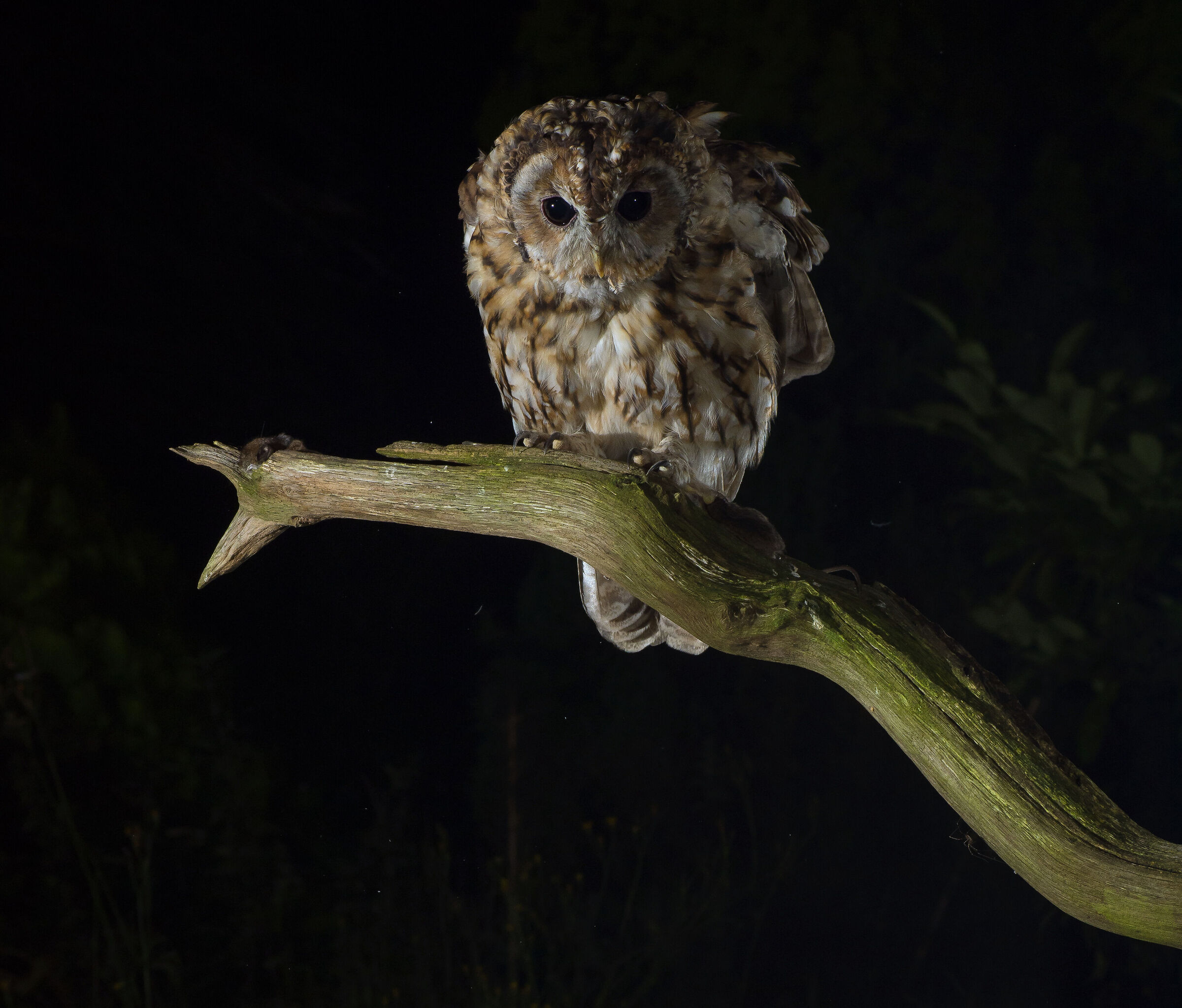 Tawny owl in front of my hide