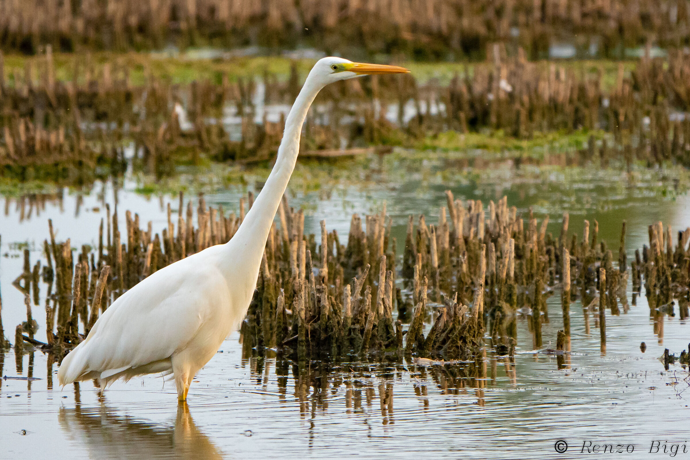 Airone bianco maggiore