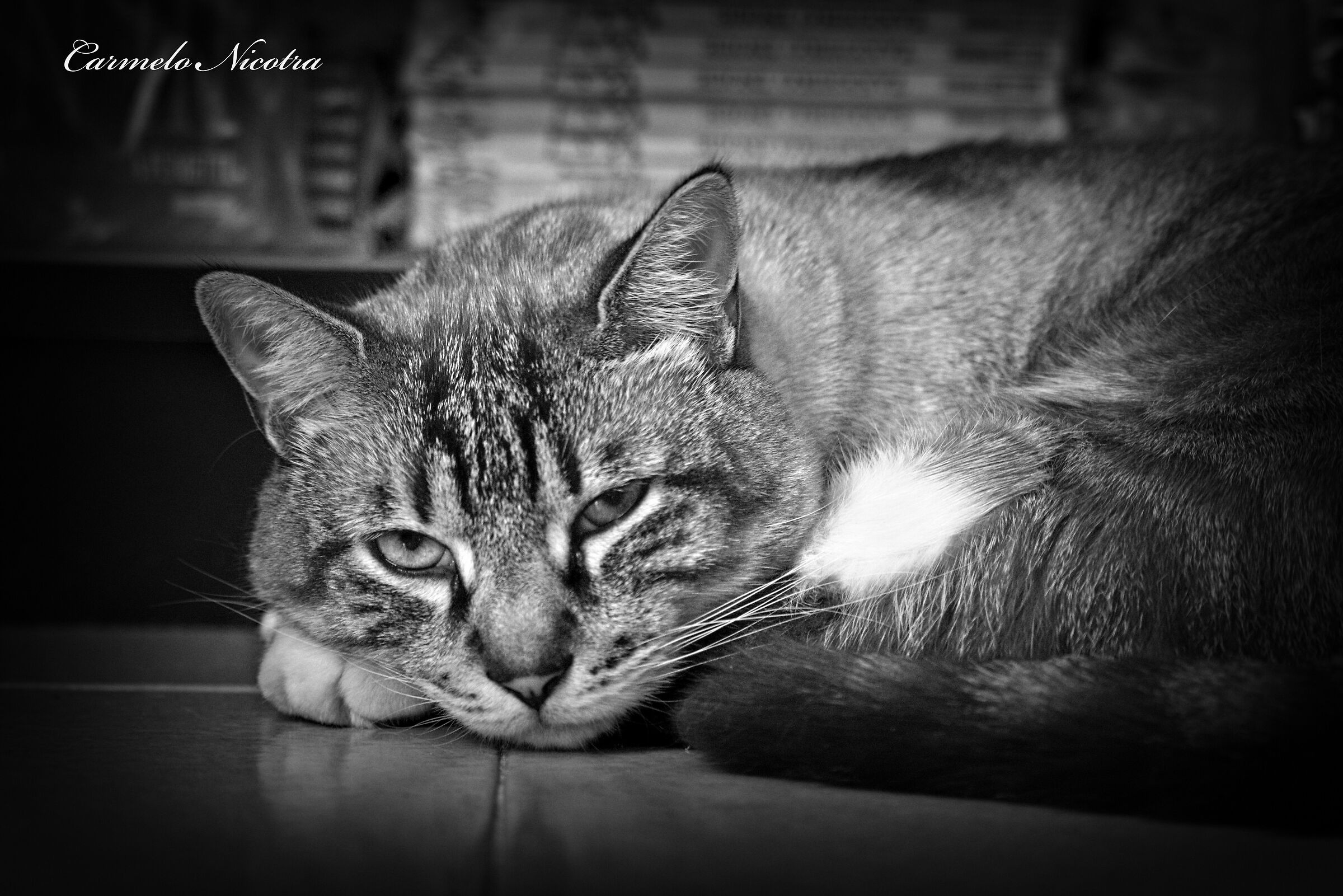 Thoughtful bored cat