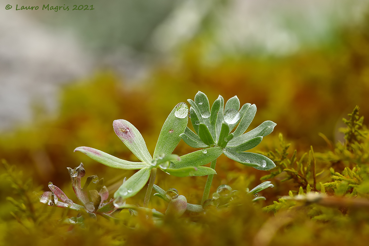 Geranio argentino e le gocce d'acqua