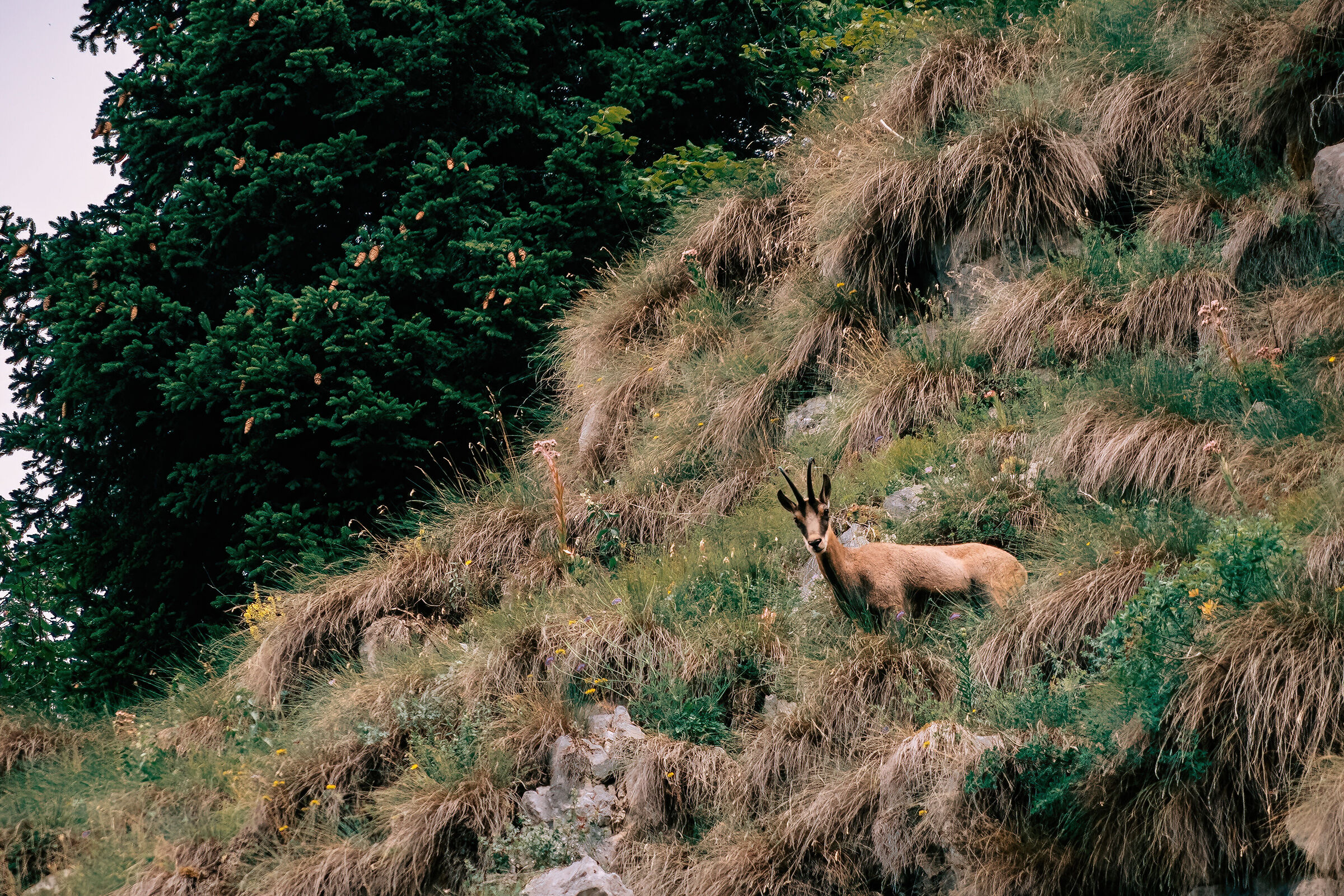 Parco Adamello Brenta