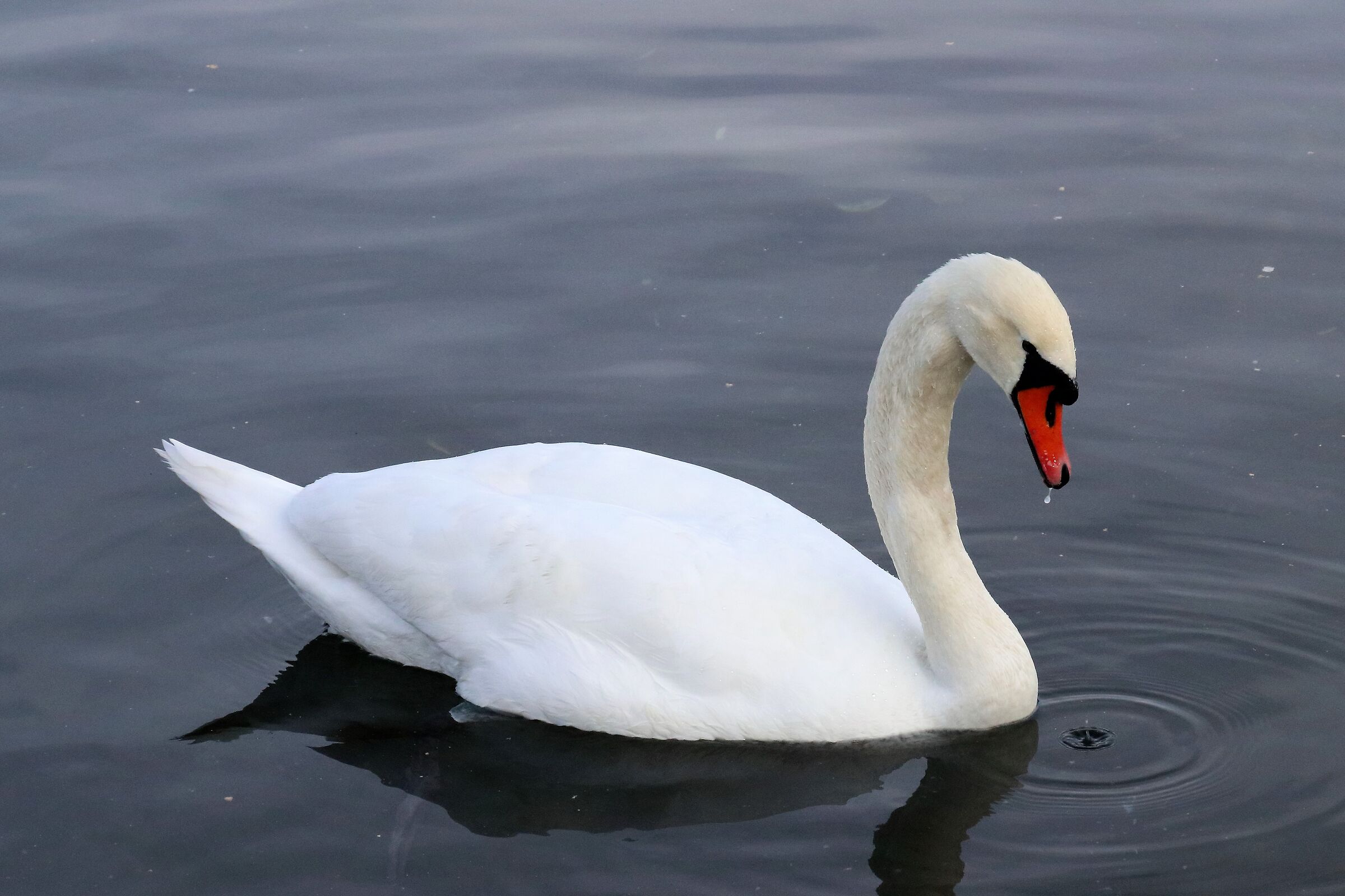 swan