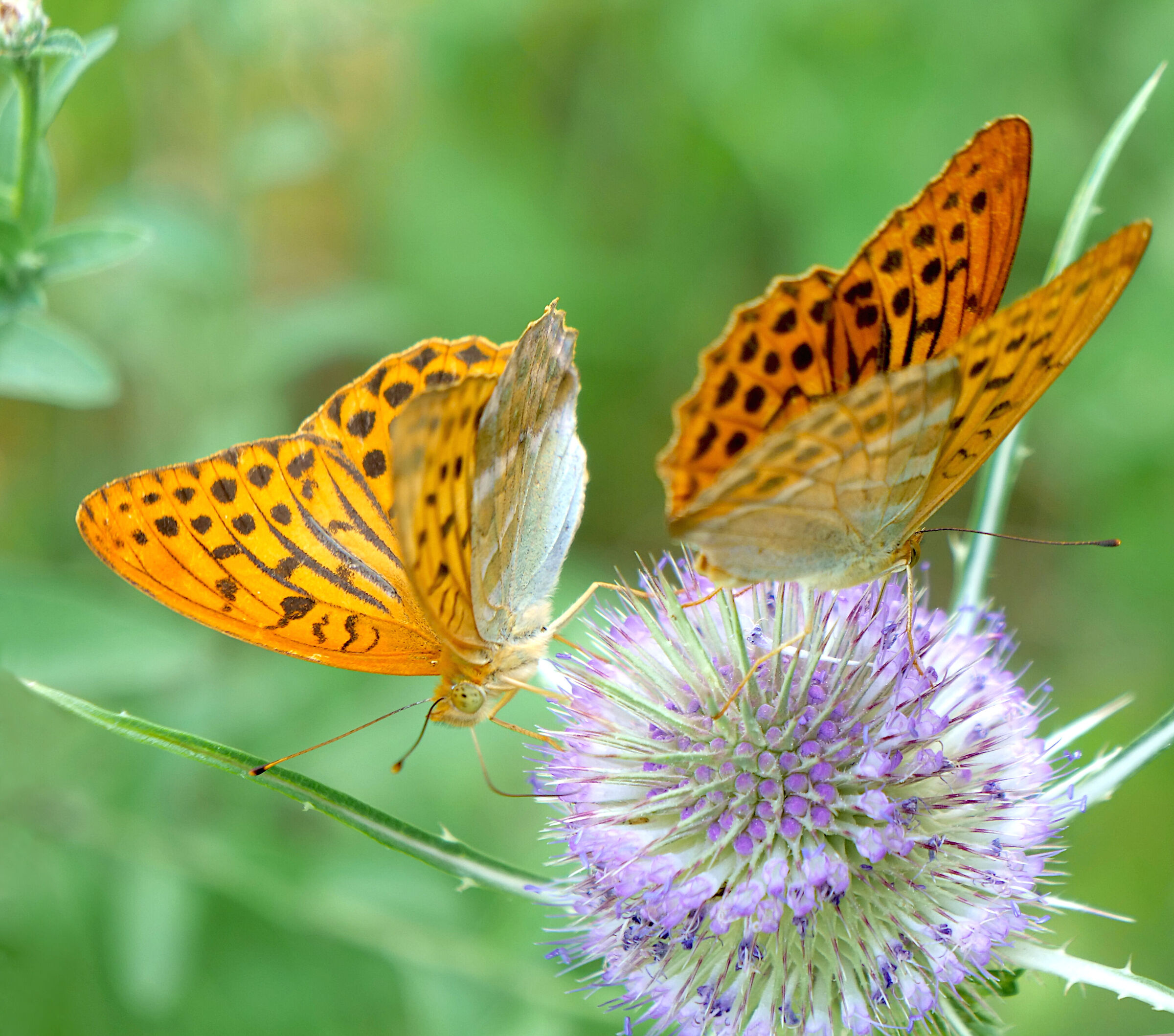 Argynnis Paphia
