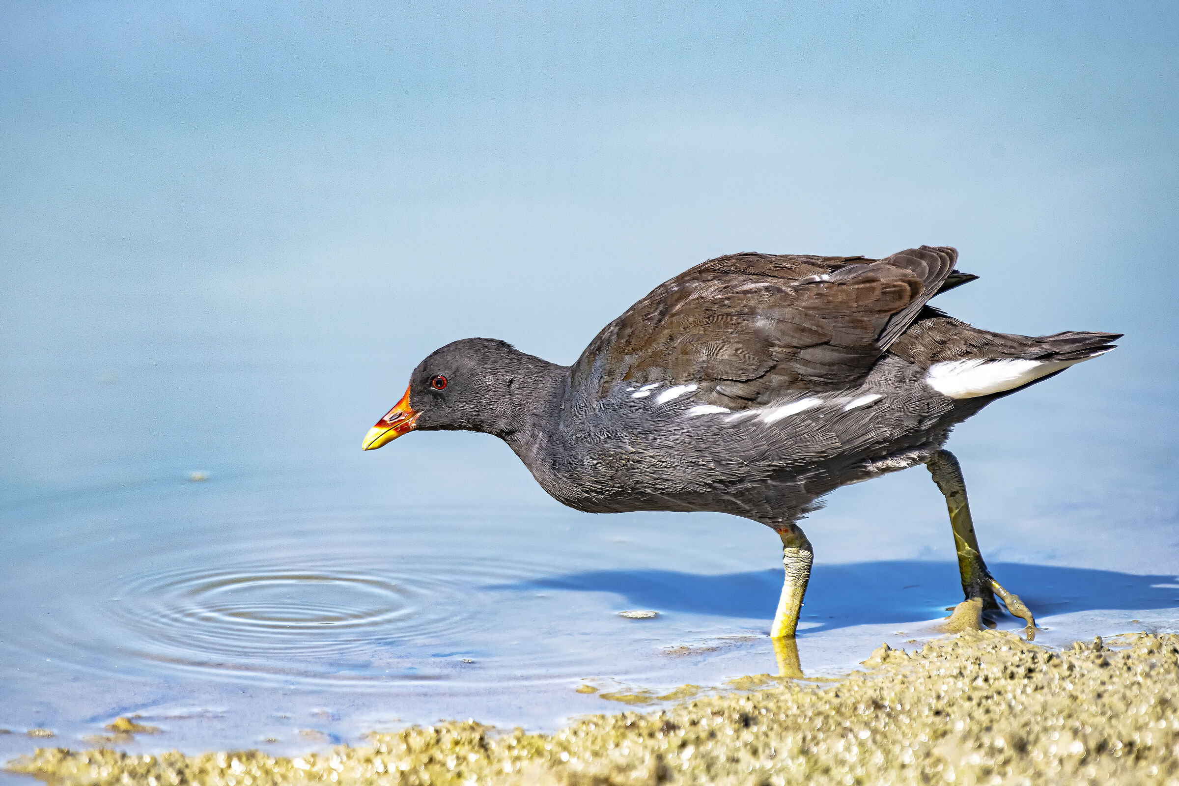 Moorhen