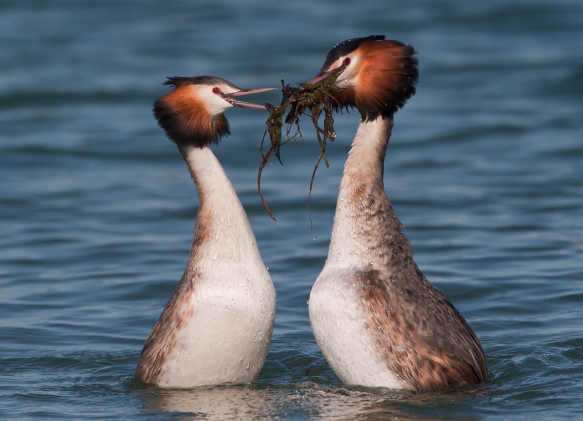 iIL corteggiamento...........