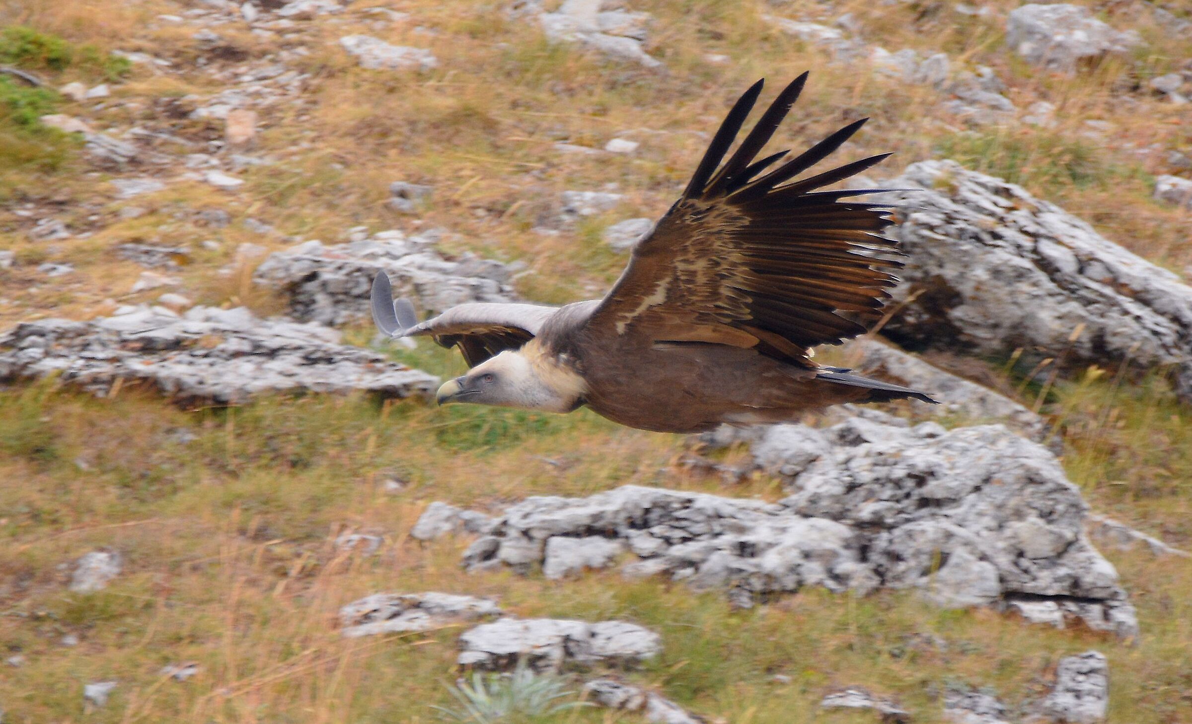 Griffon (Gips fulvus)