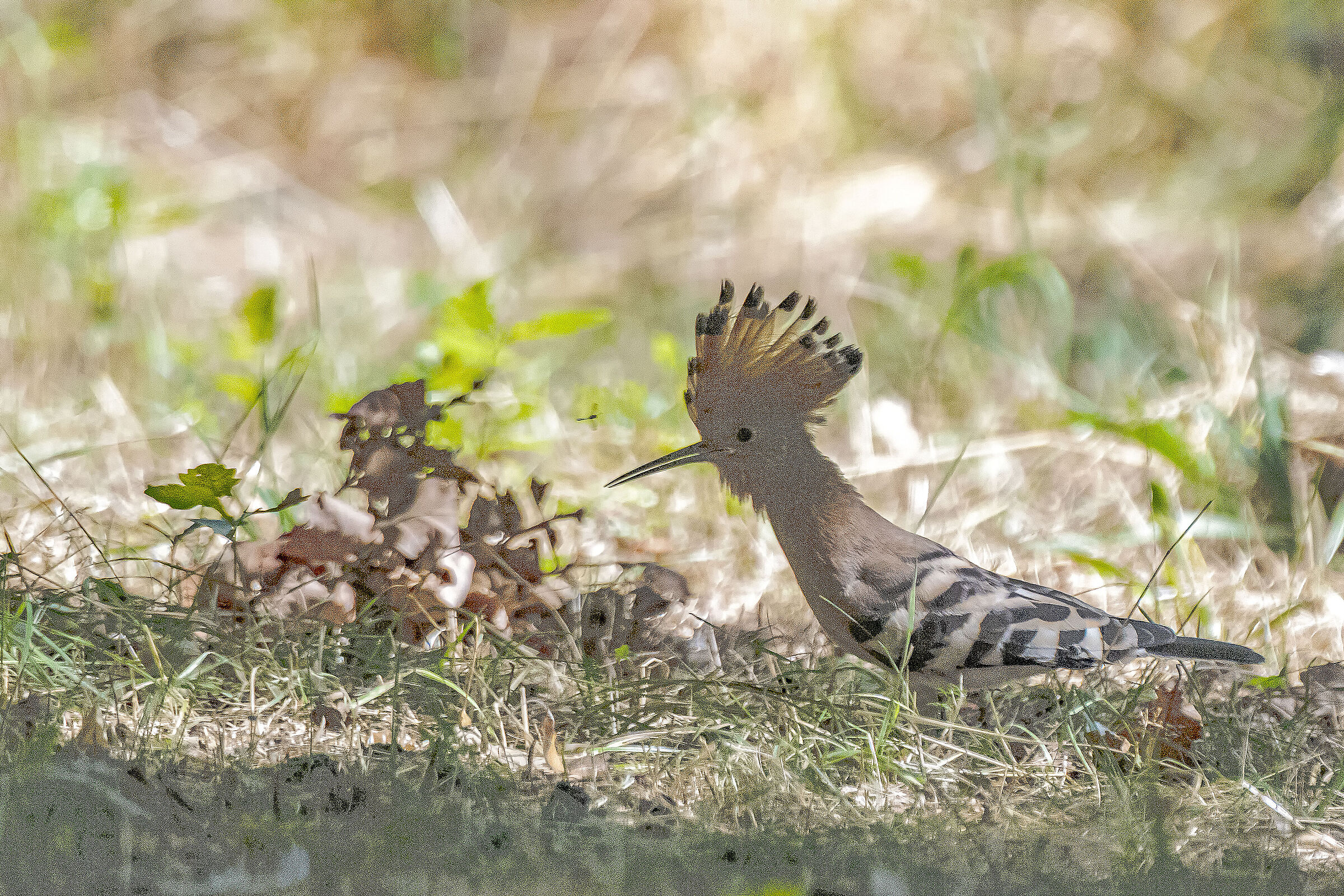Hoopoes