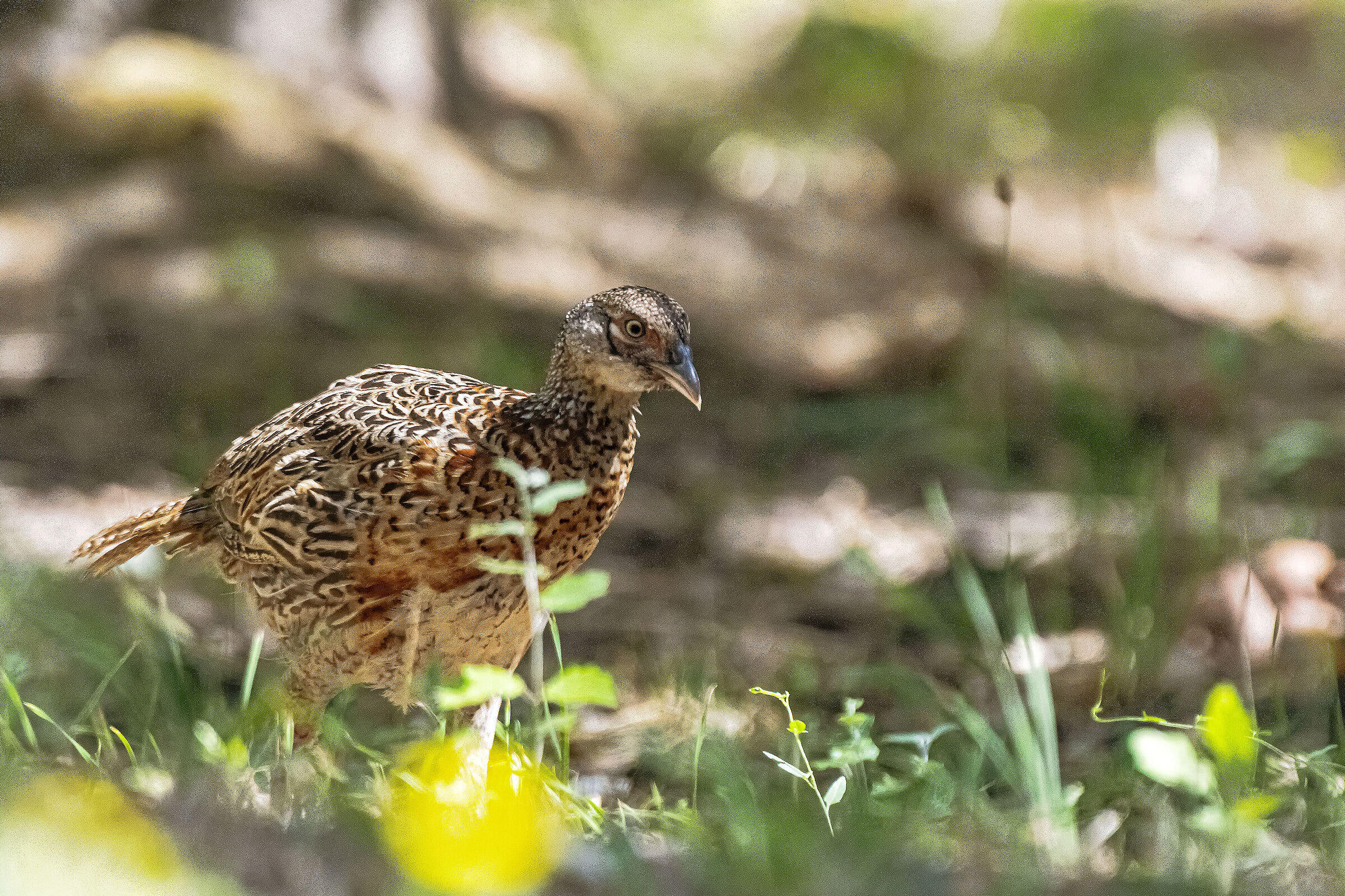 The Pheasant on the run