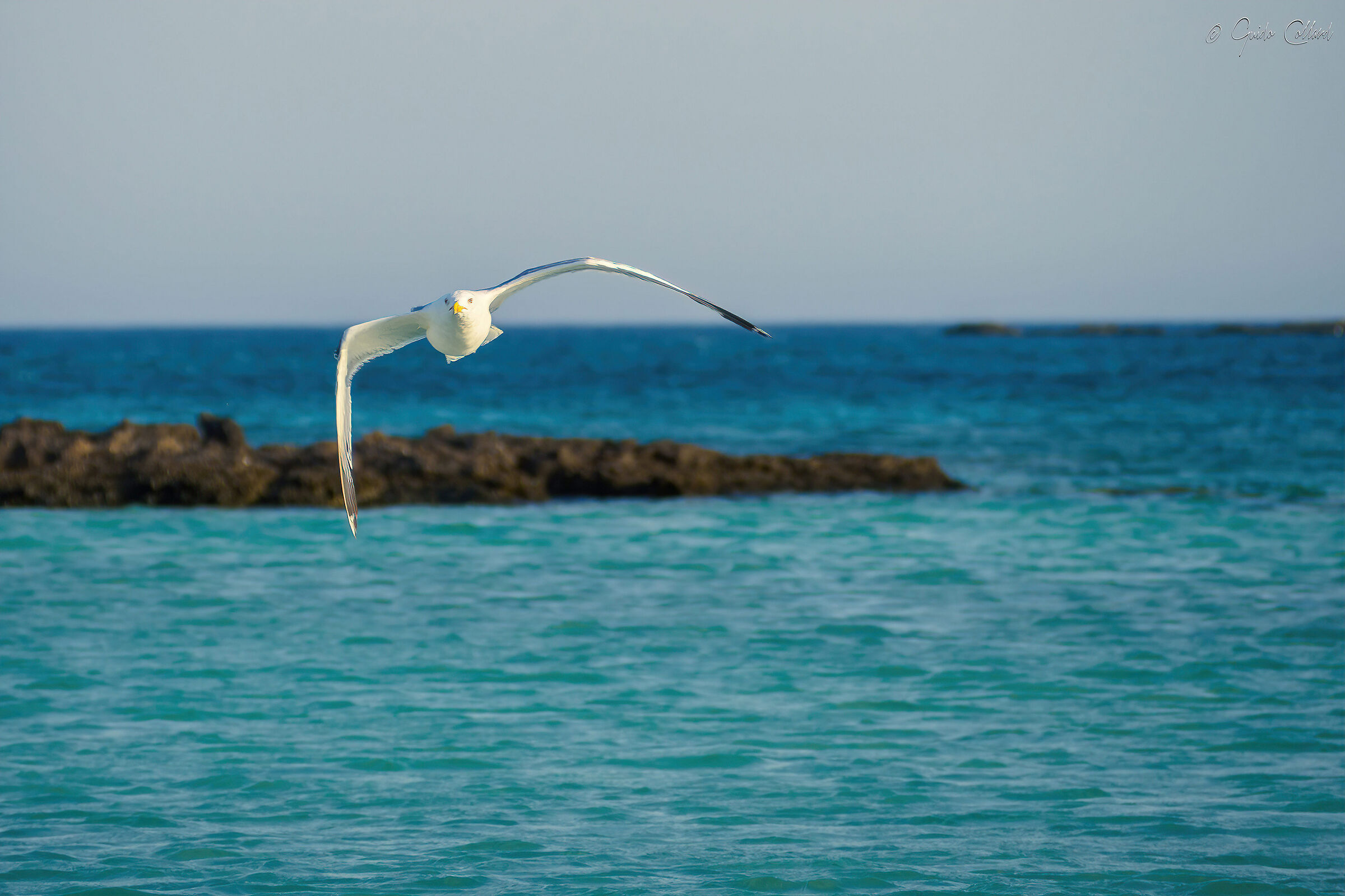 Seagull in Crete 01