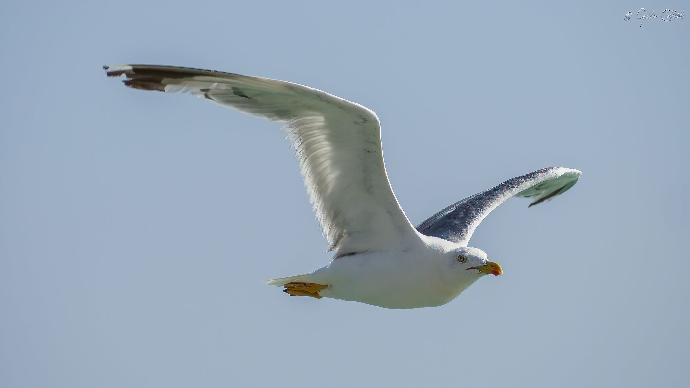 Seagull in Crete 02
