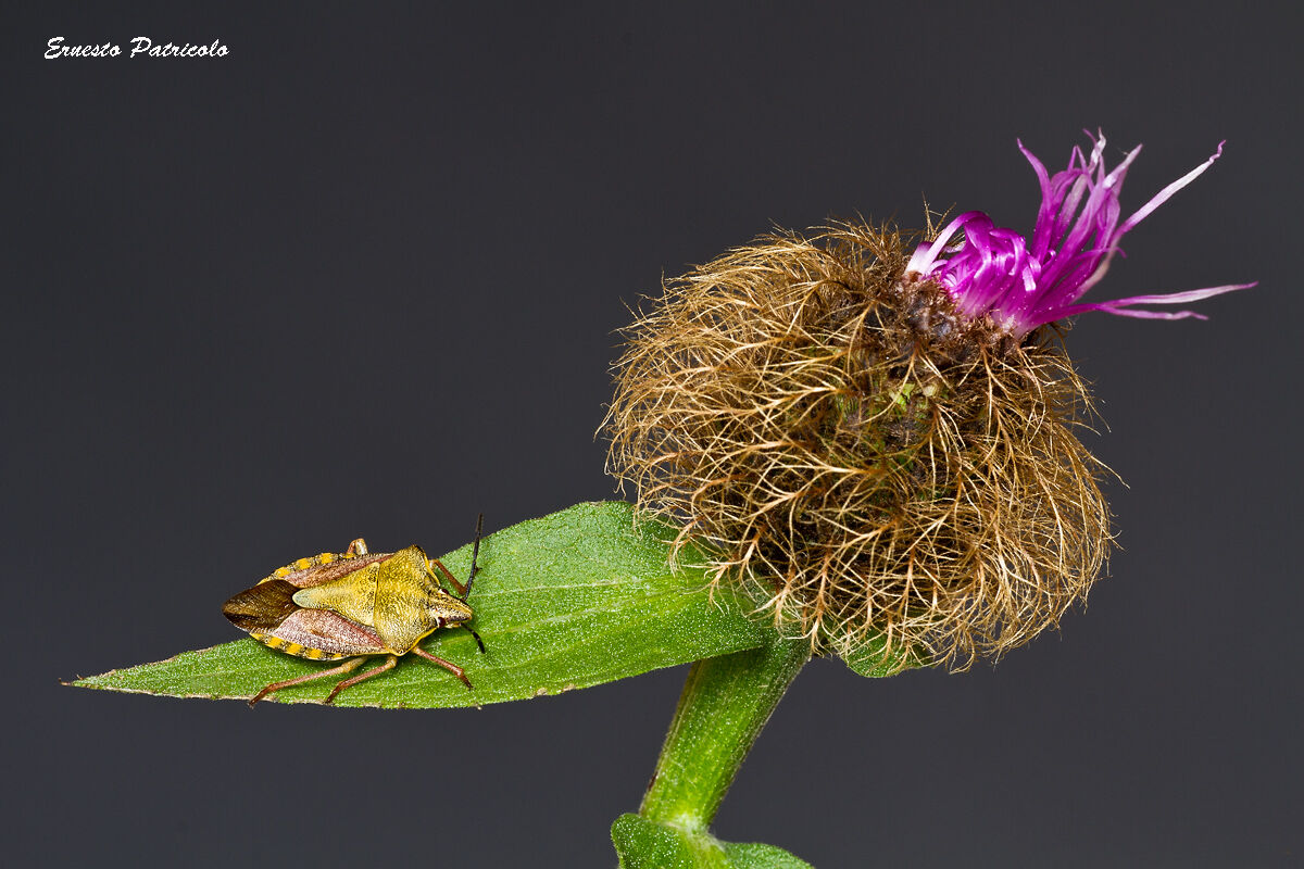 Carpocoris sp. (Pentatomidae) on Alpine cornflower