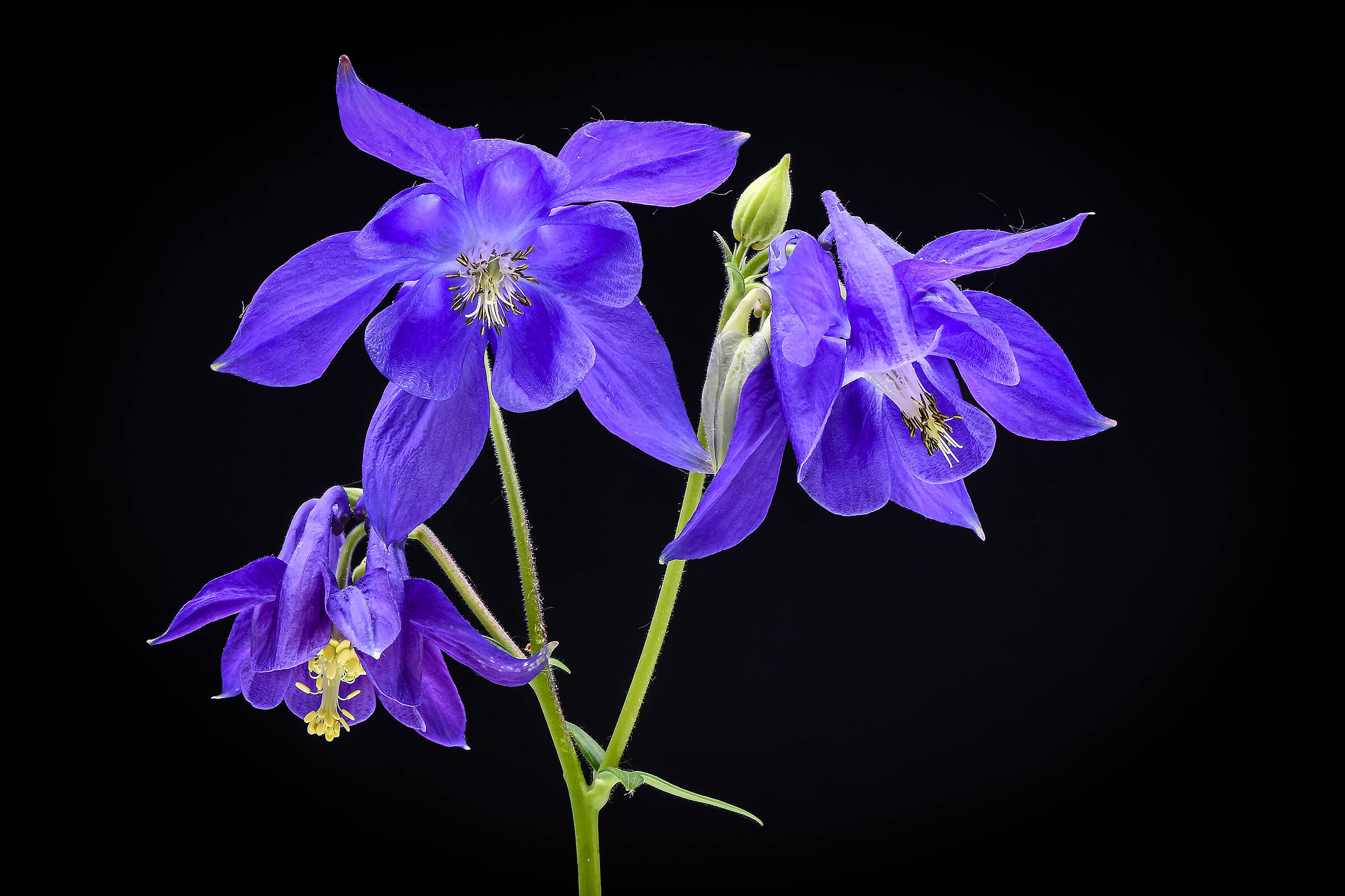 Aquilegia blu.