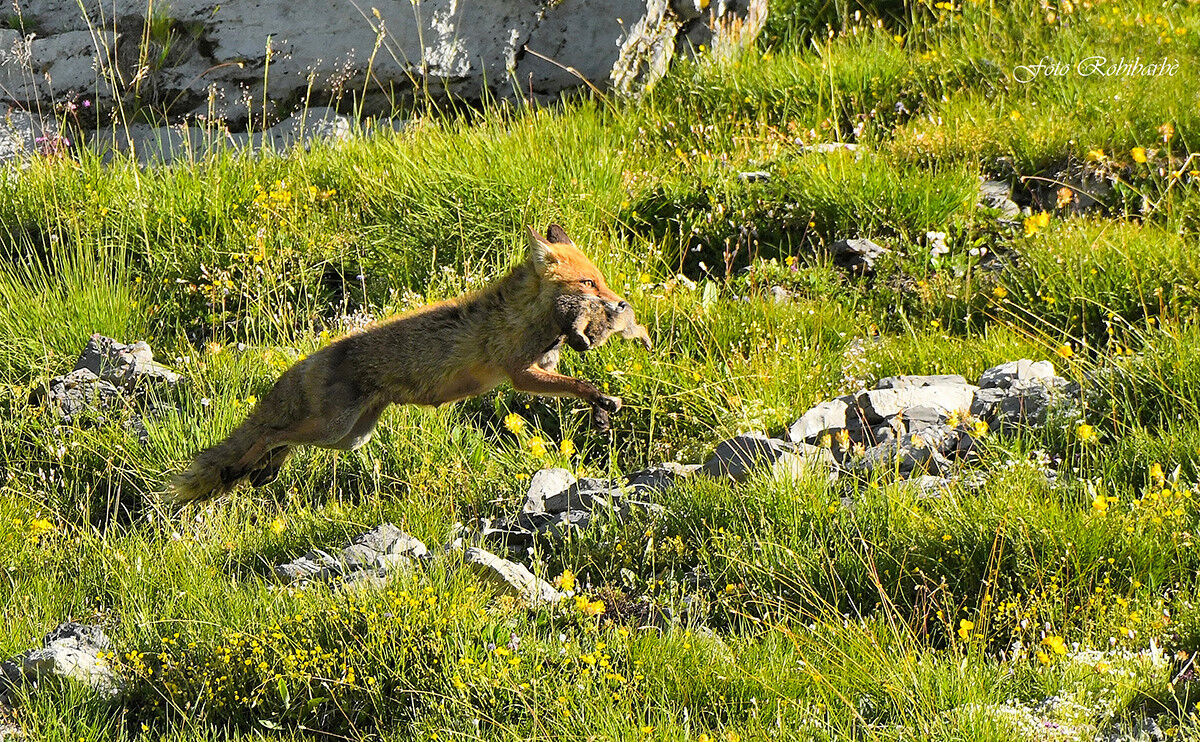 Natura cruda la fine di un marmottino..