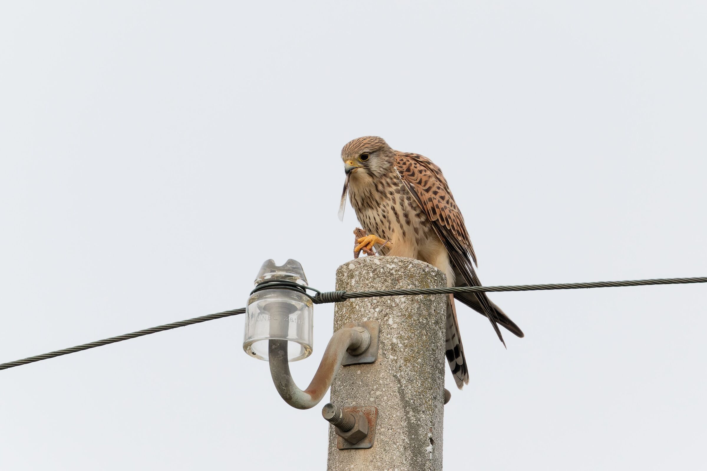 Kestrel with prey