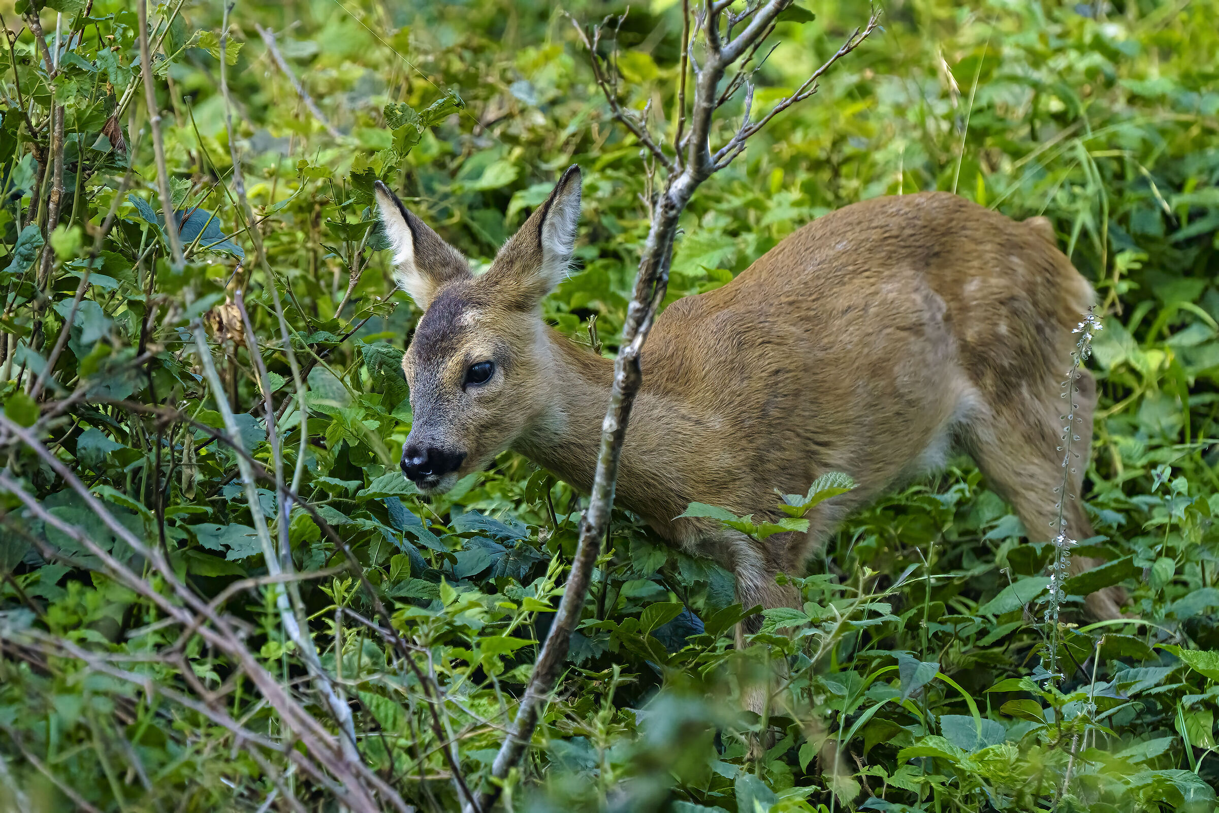 Giovane capriolo